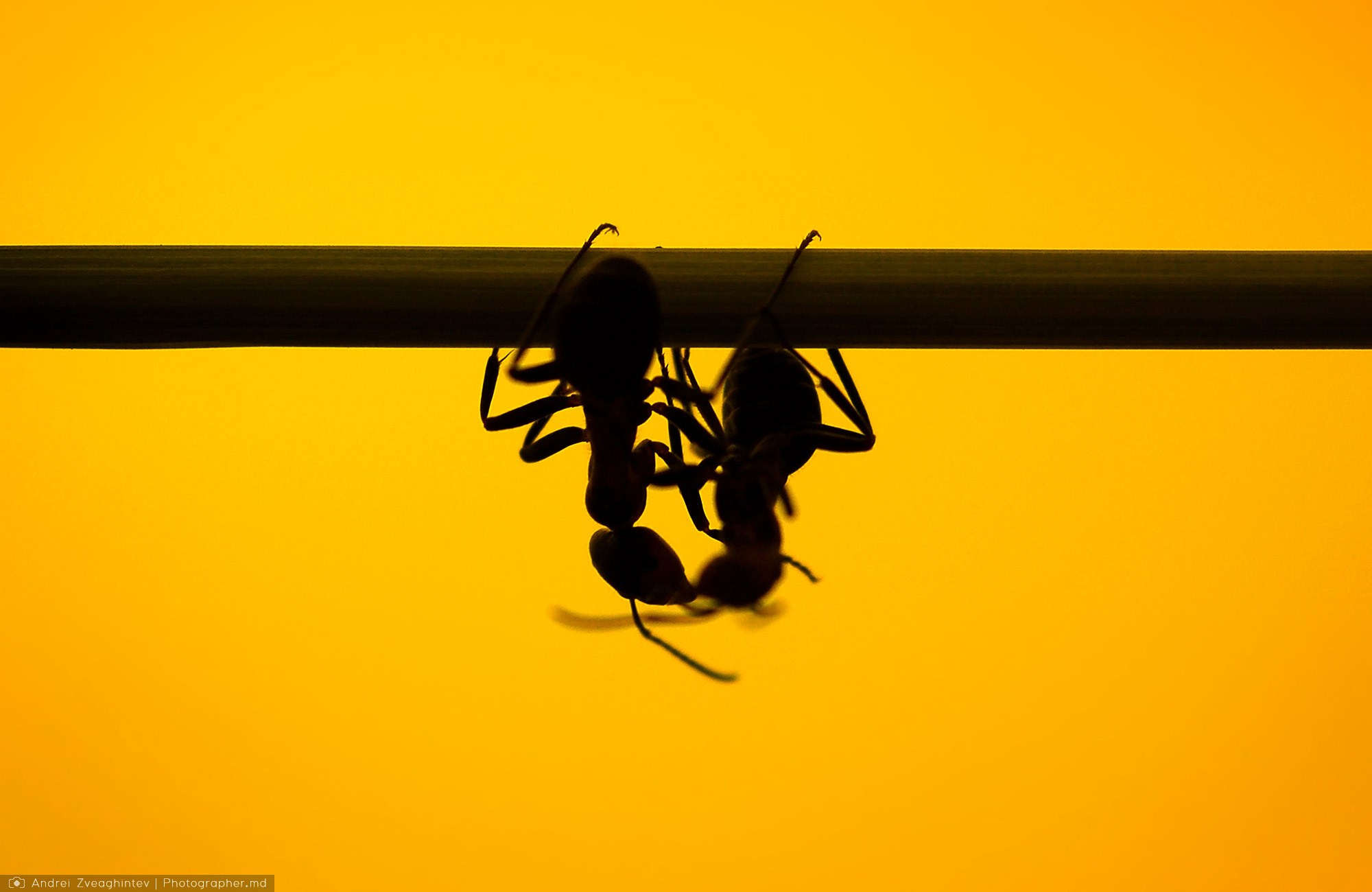 Fotograf natura in Moldova - Andrei Zveaghintev. Fotograf nunta si familie in Moldova, Chisinau - Andrei Zveaghintev