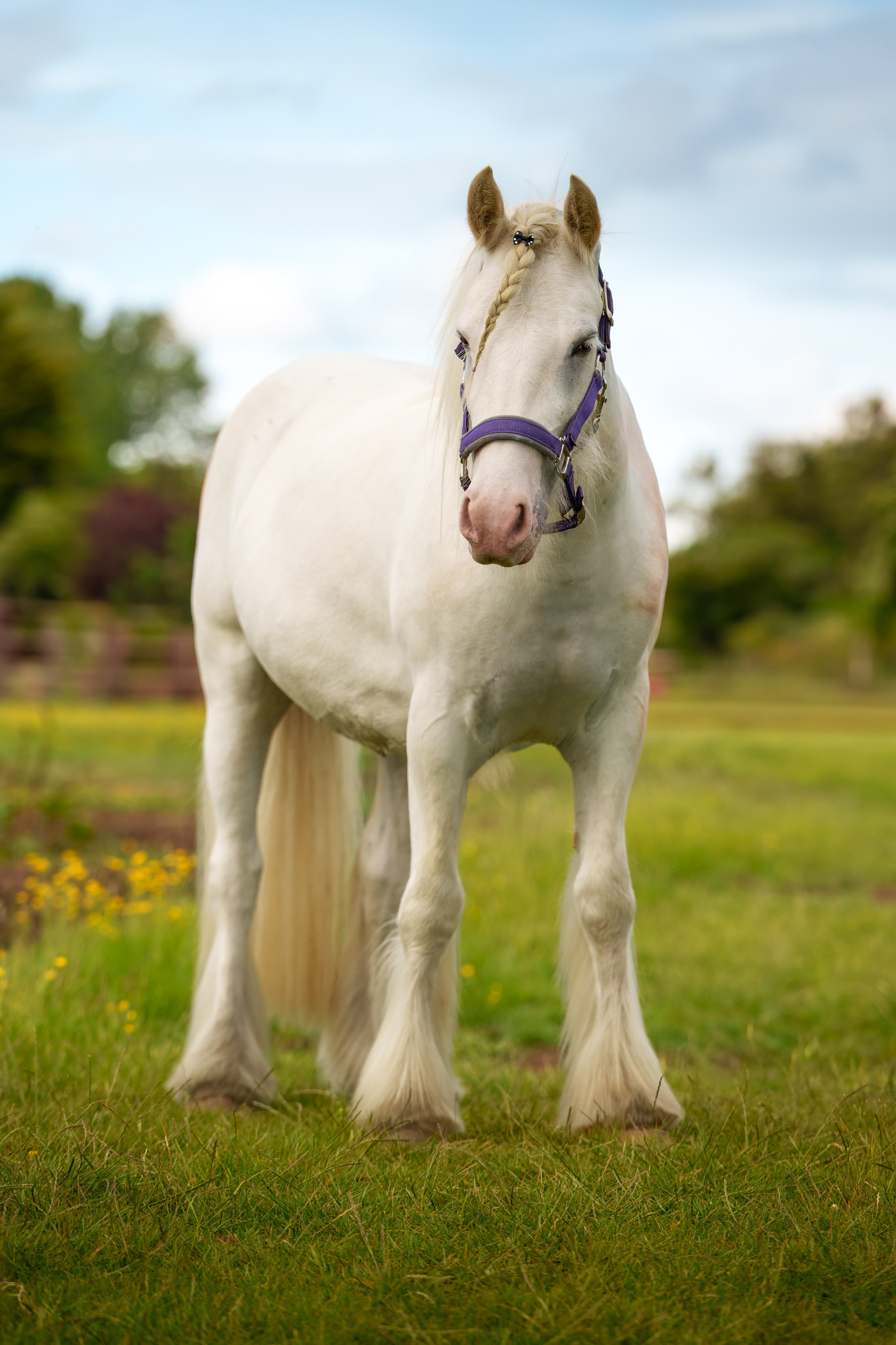 Equine Photography Portfolio | Leicestershire Horse Portrait Photographer. Leicestershire Equine Photography by El | Authentic Equine Portraits & Events