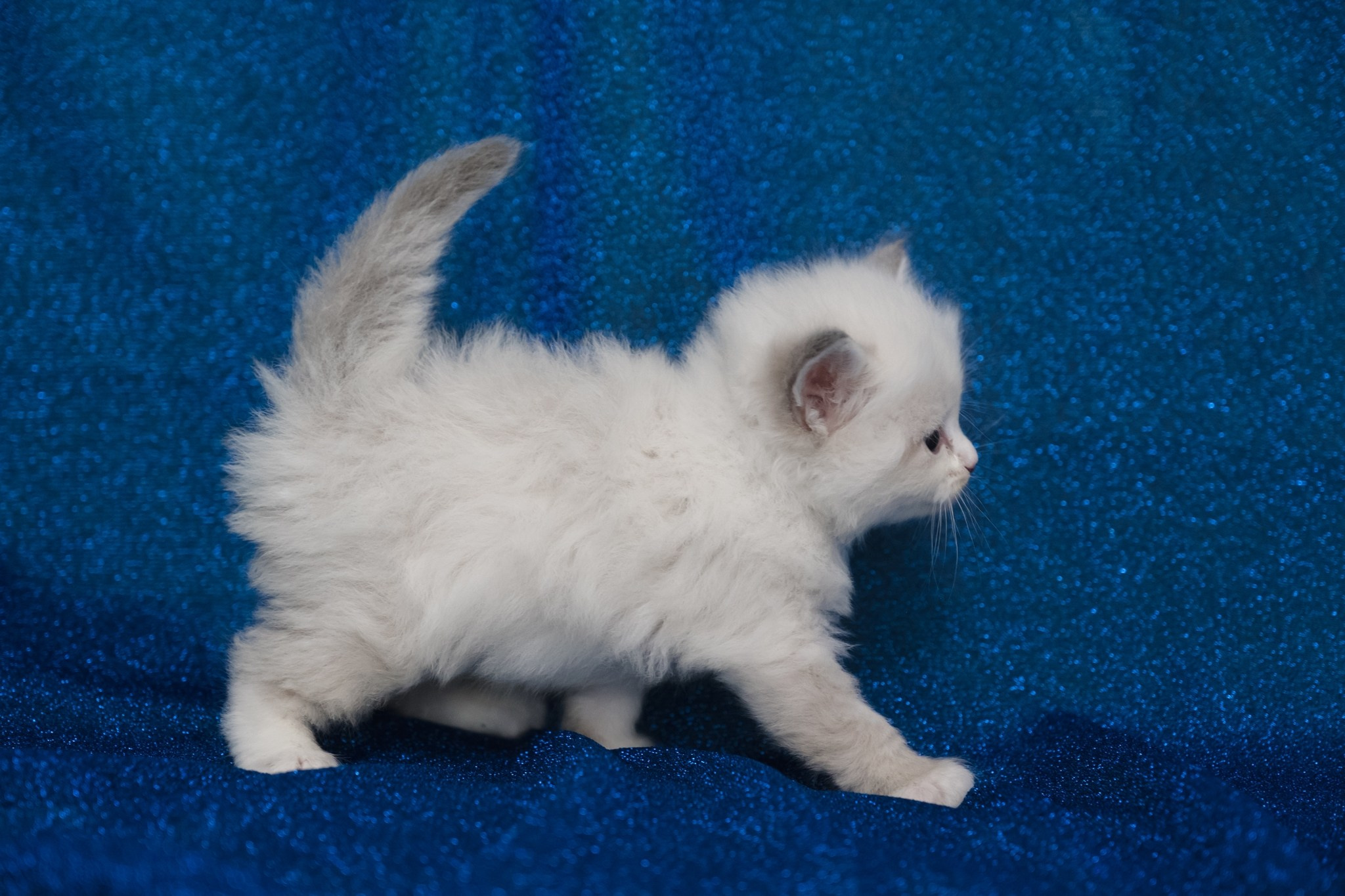 N-Antares. SIBERIALIS: Katzenzucht von Sibirischen und Neva Masquarade Katzen