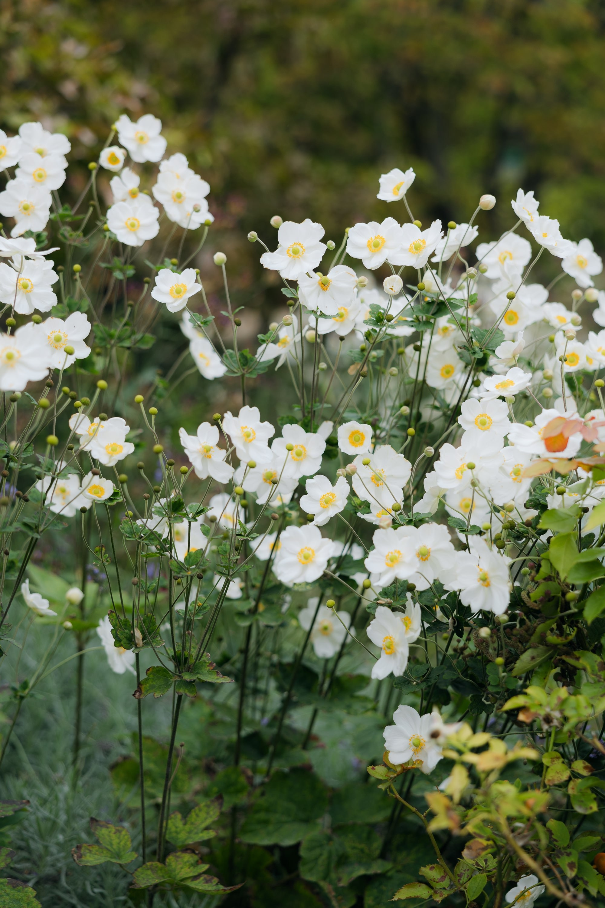 Tymeea & Fineas | France