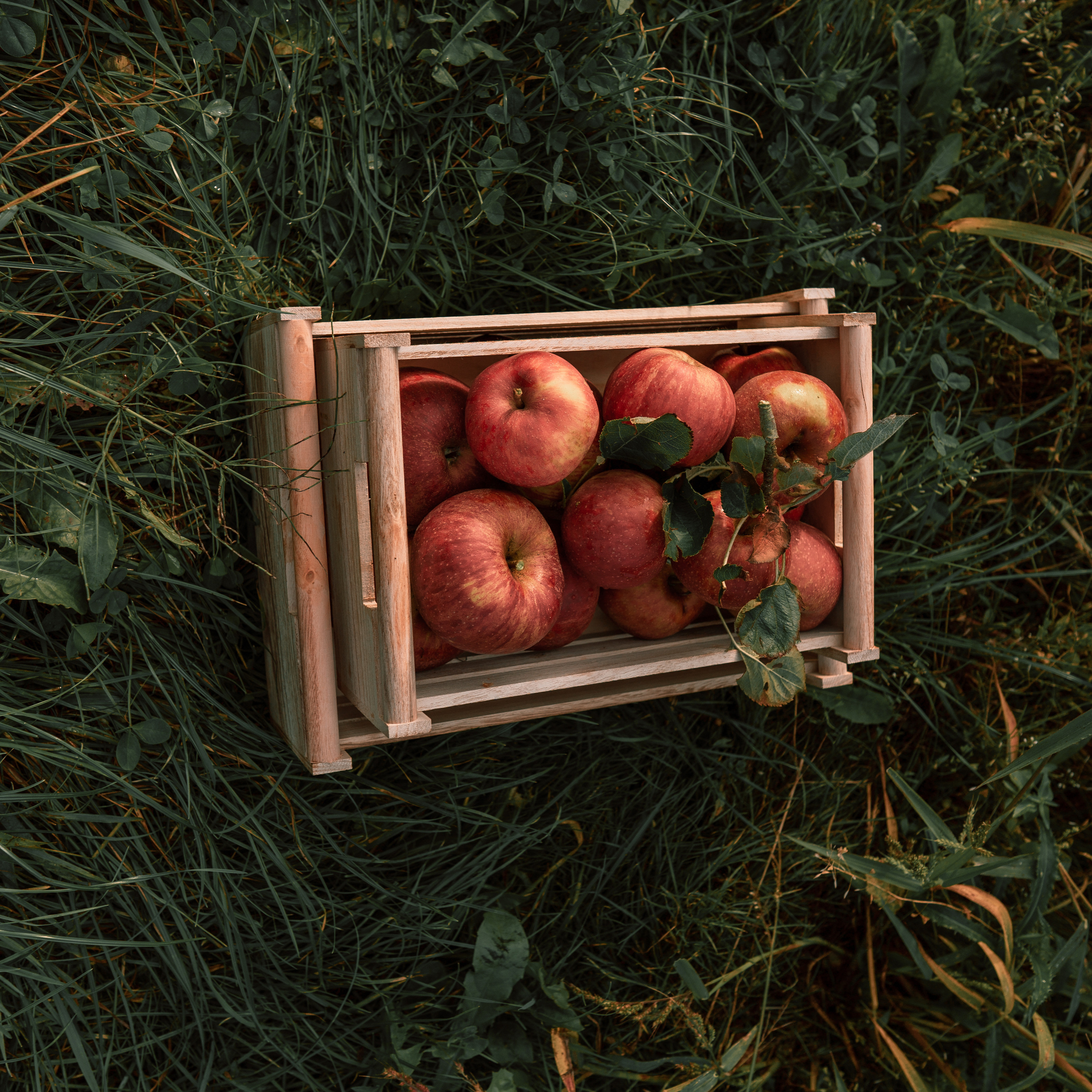 Apfel Garten. Familien, Lifestyle und Portrait Fotografin in Trier, Luxembourg