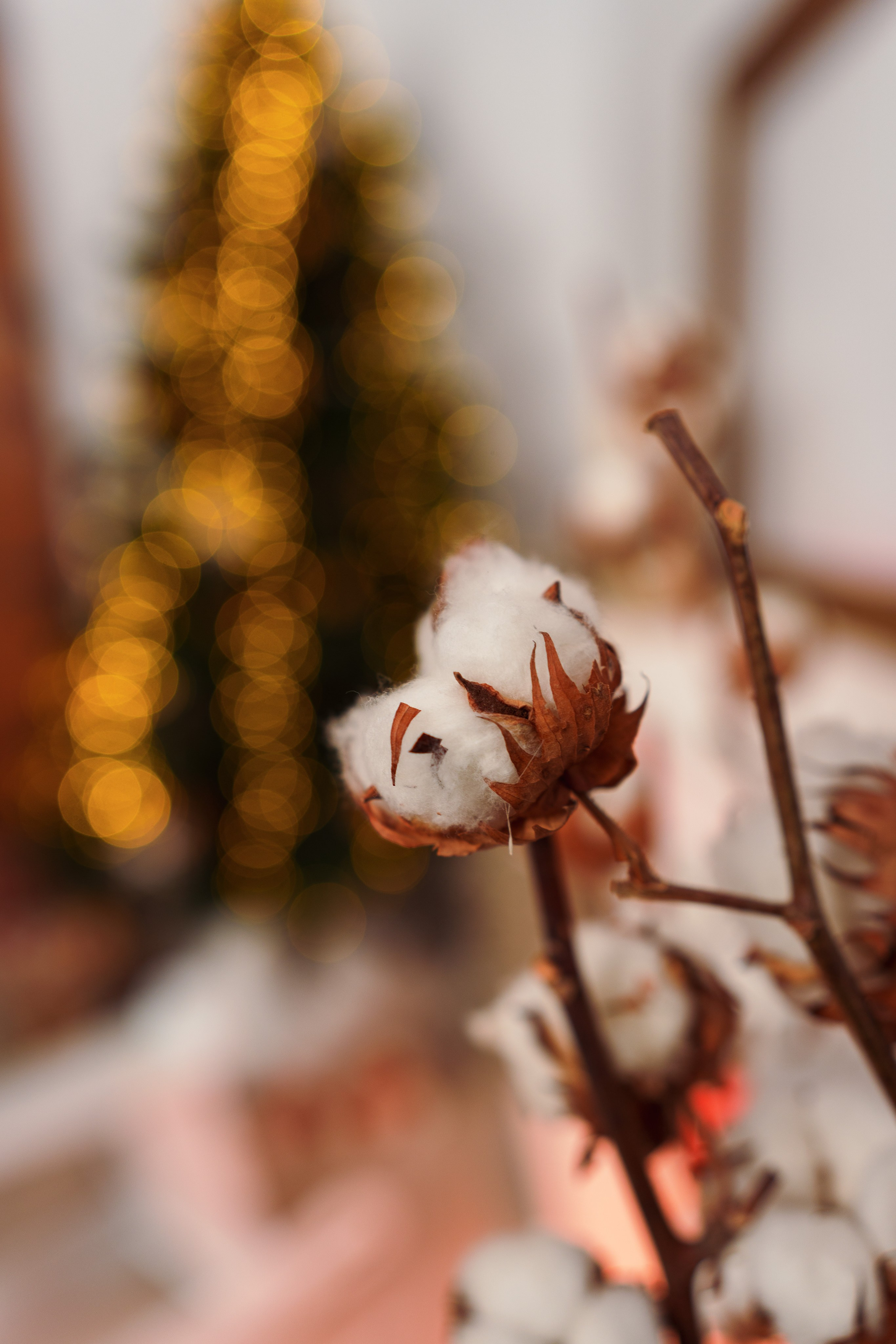 Decor Craciun 2023. Raw Studio. Fotograful tau de nunta!