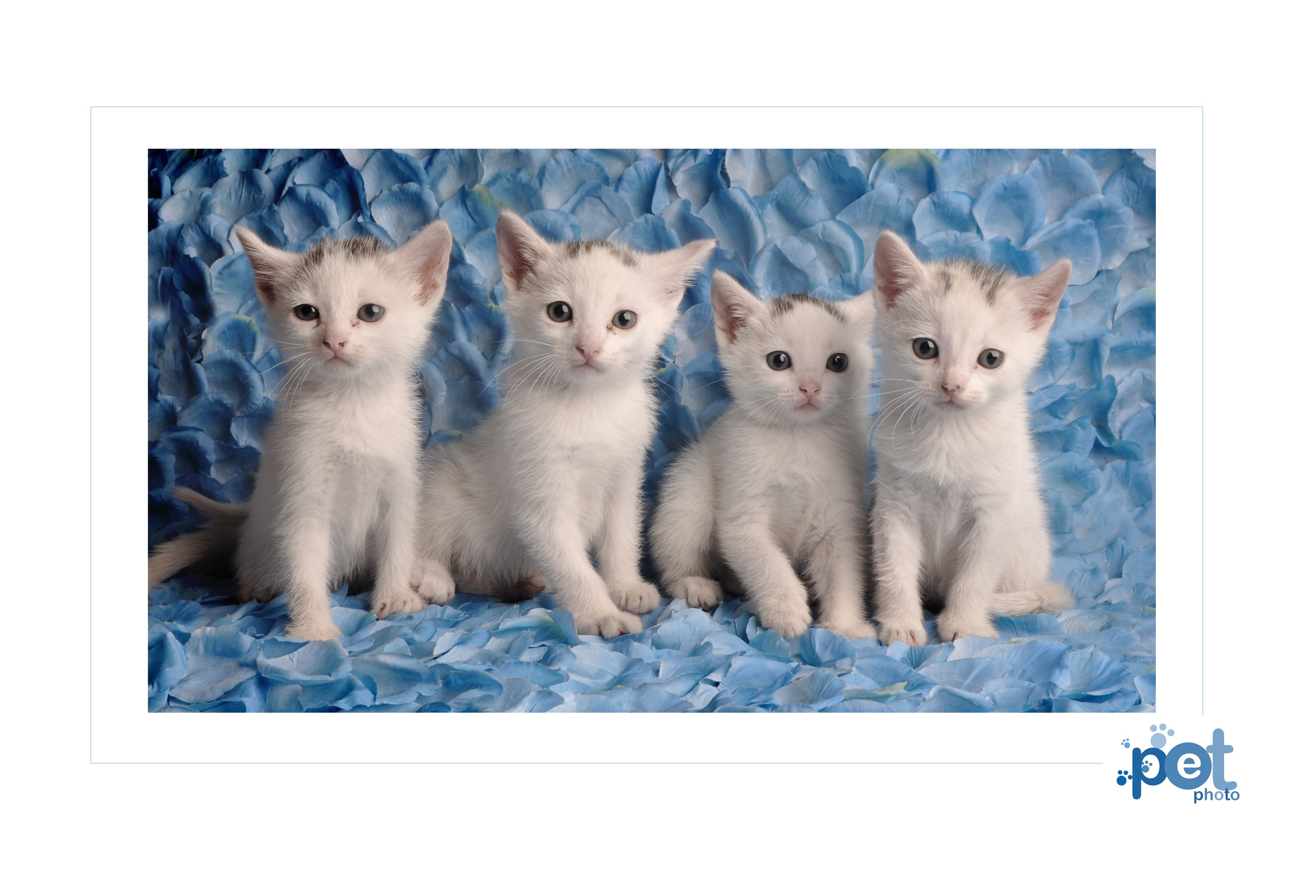 Family, kids & Pets. Estudio de fotografia en Tijuana