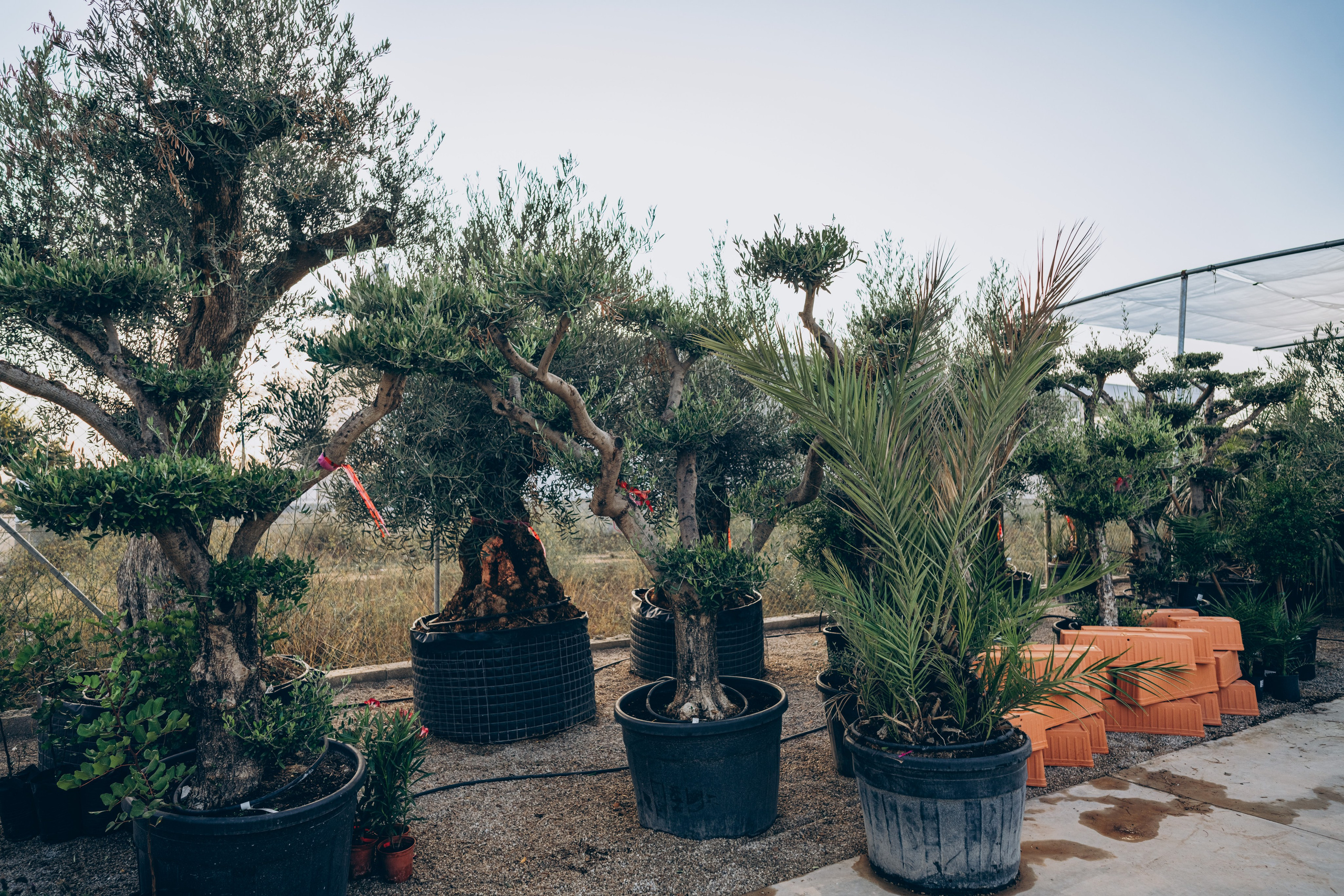 Centro Jardin. Photographer in Mallorca