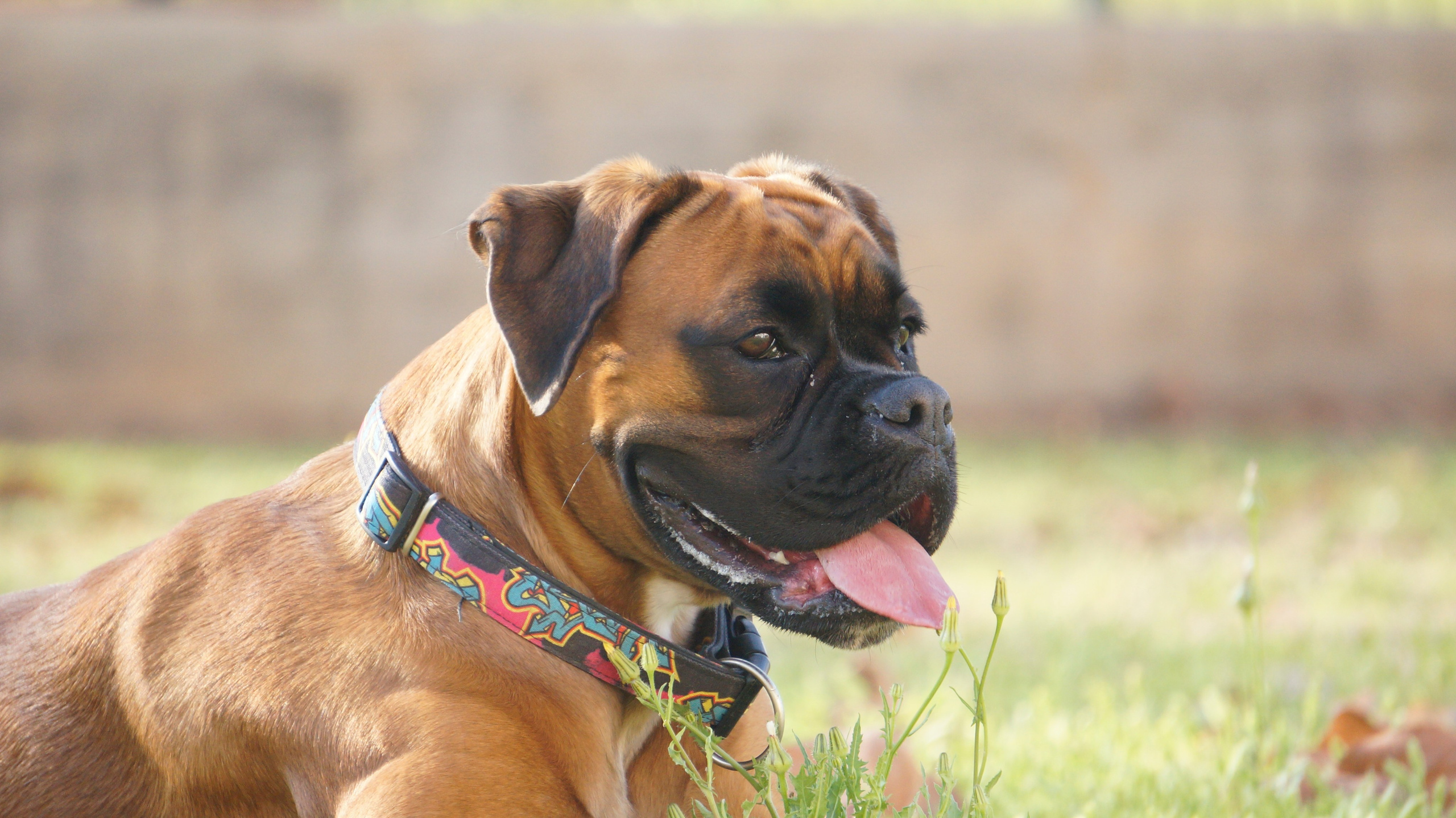 My ״Star״ Boxer Dog