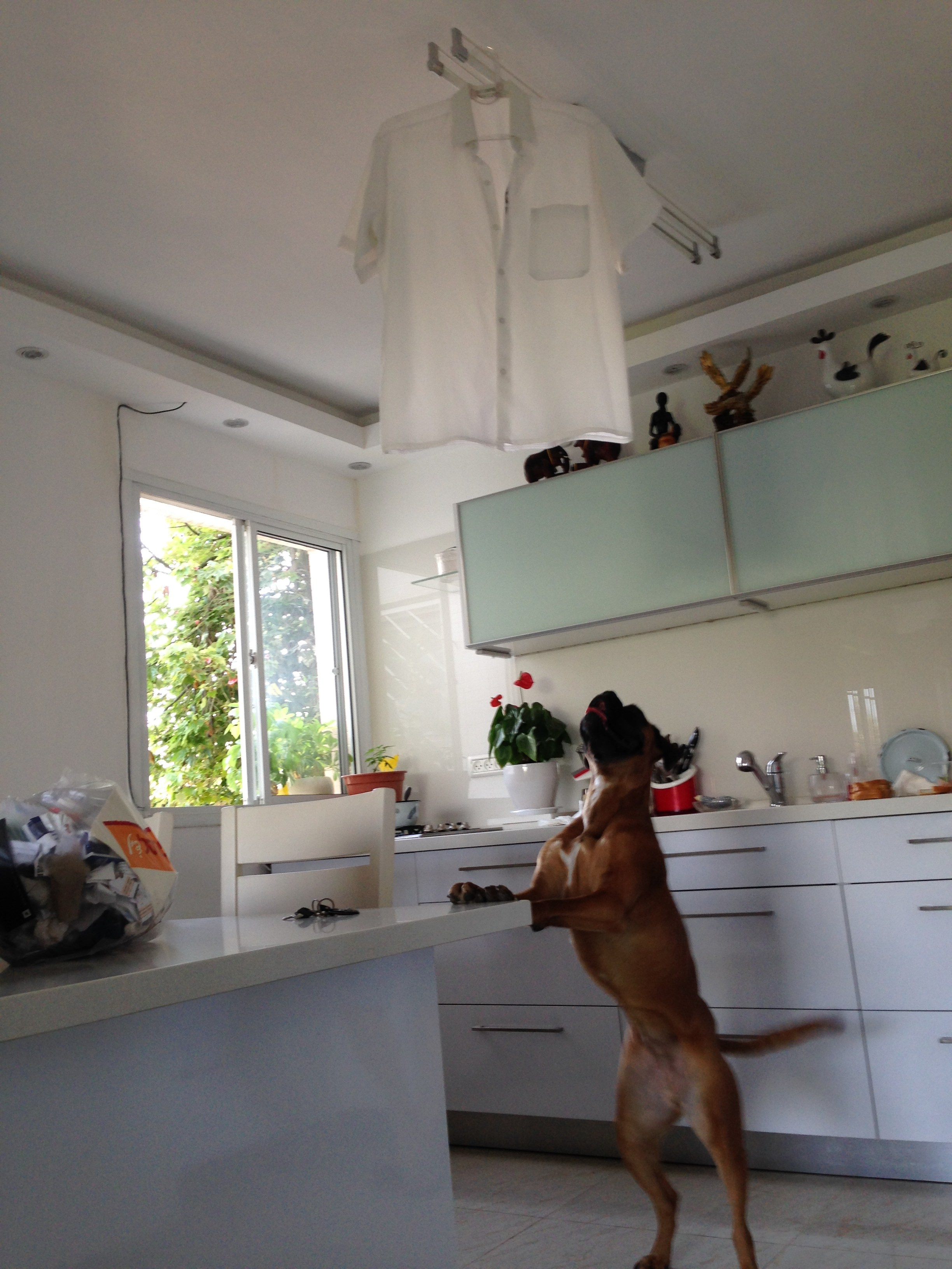 My ״Star״ Boxer Dog