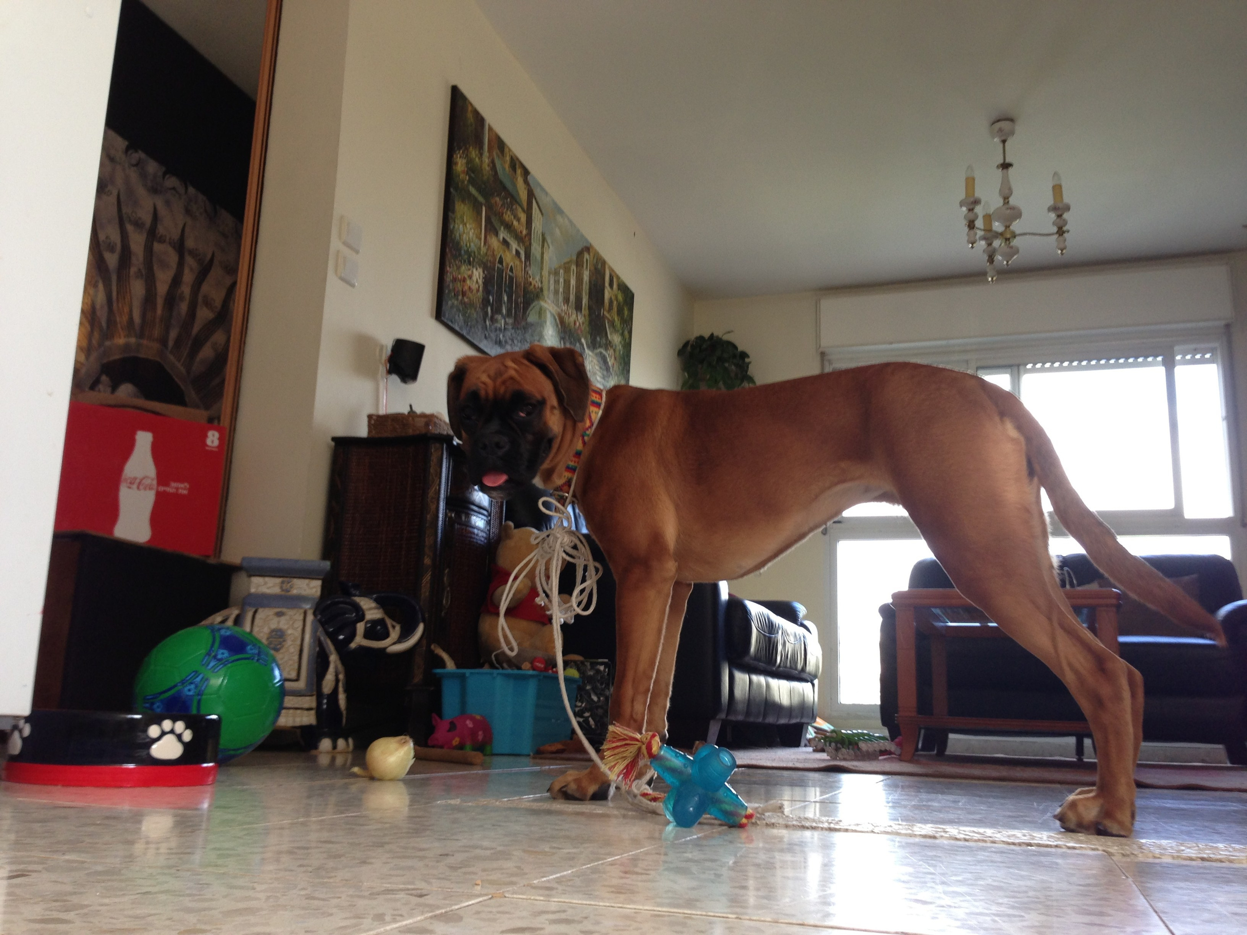 My ״Star״ Boxer Dog