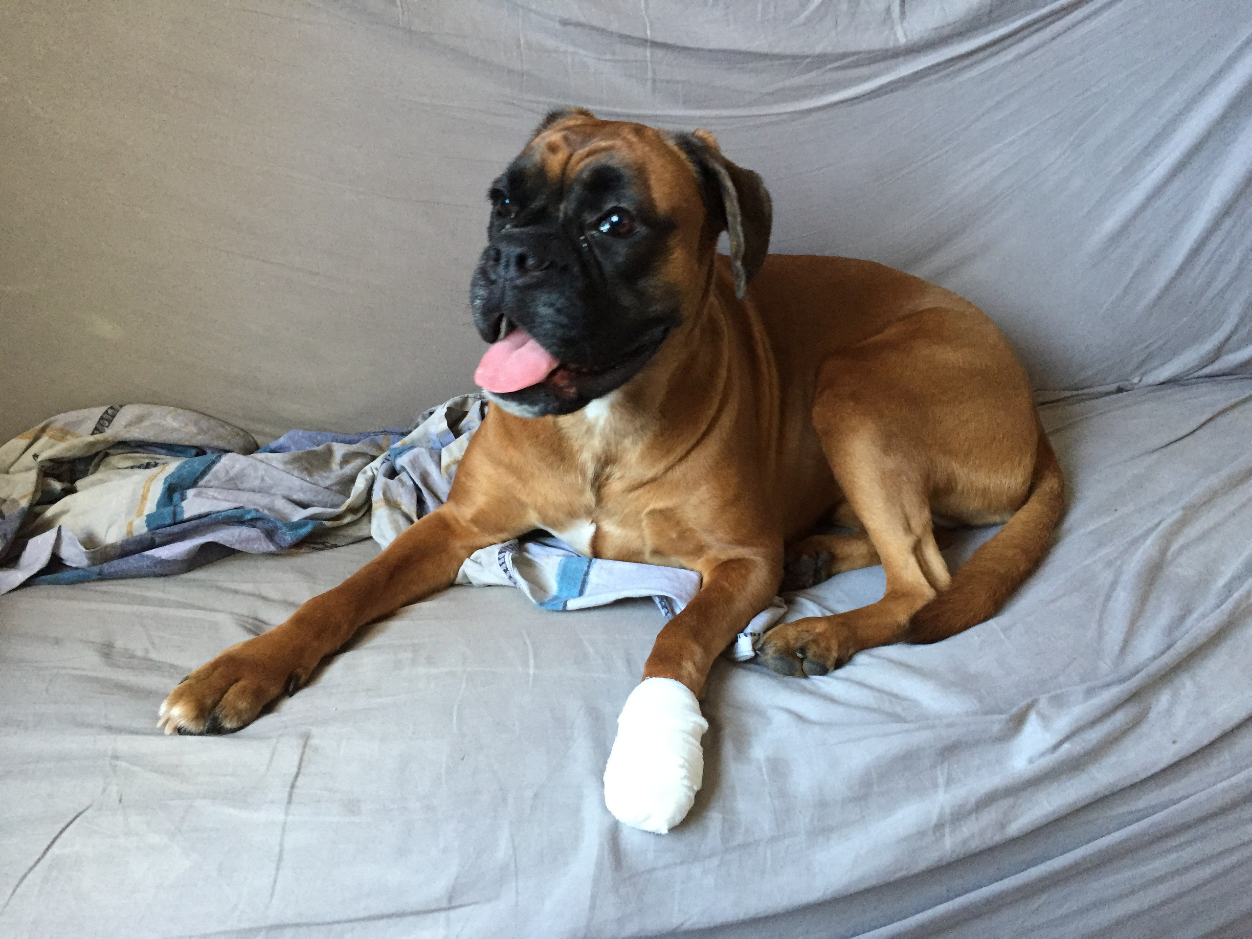 My Star - My Boxer Dog