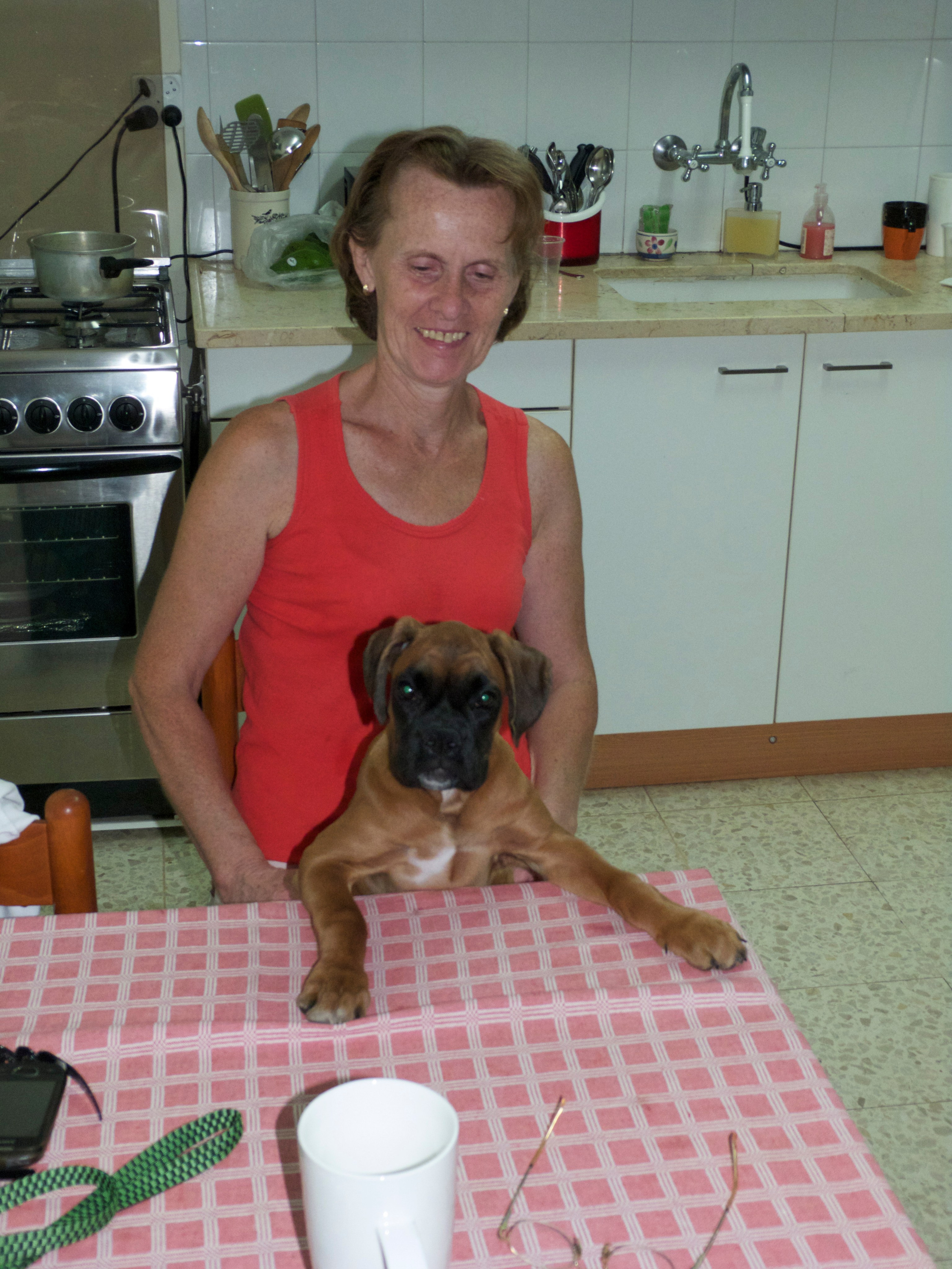 My ״Star״ Boxer Dog