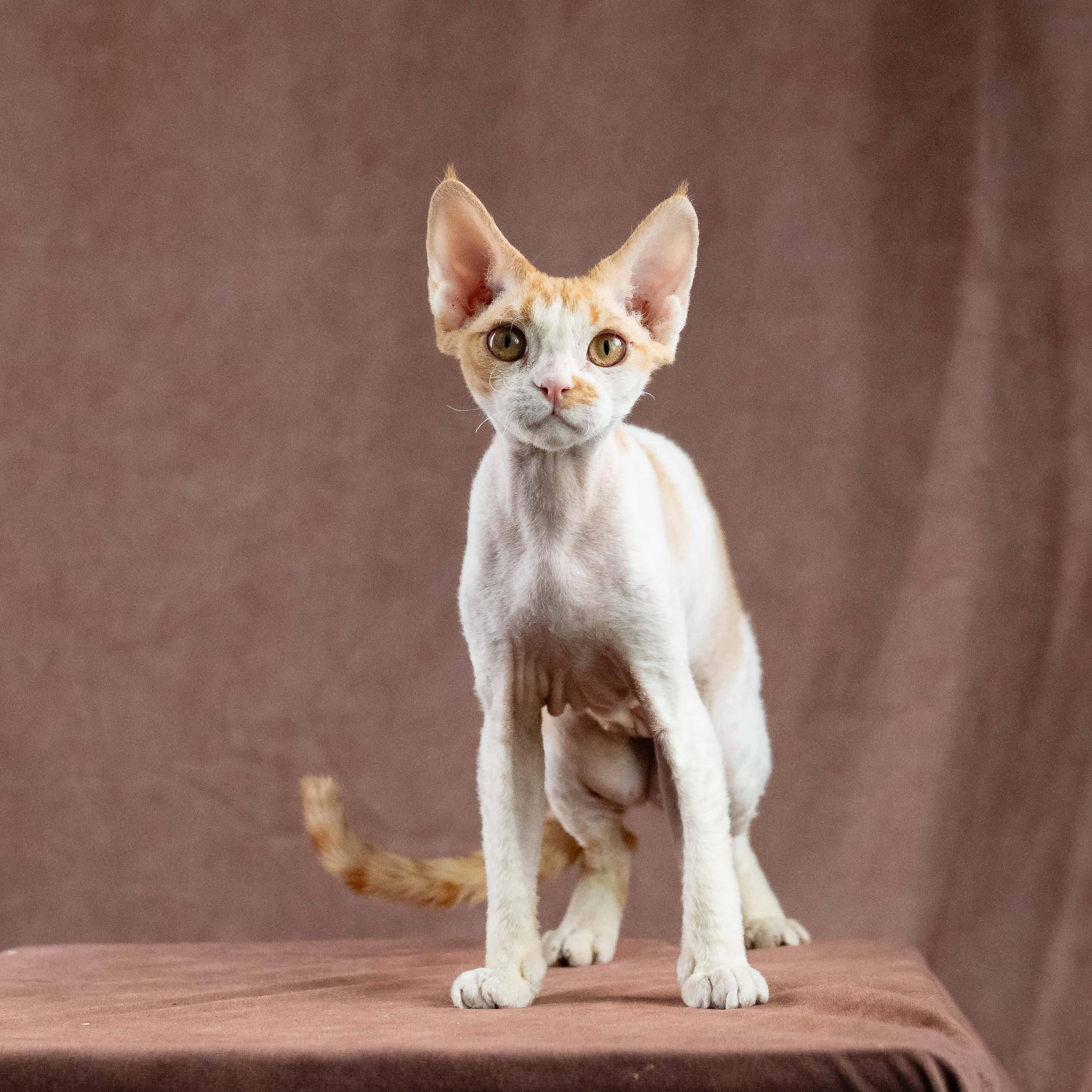 Nika. Devon Rex Pixie Cattery