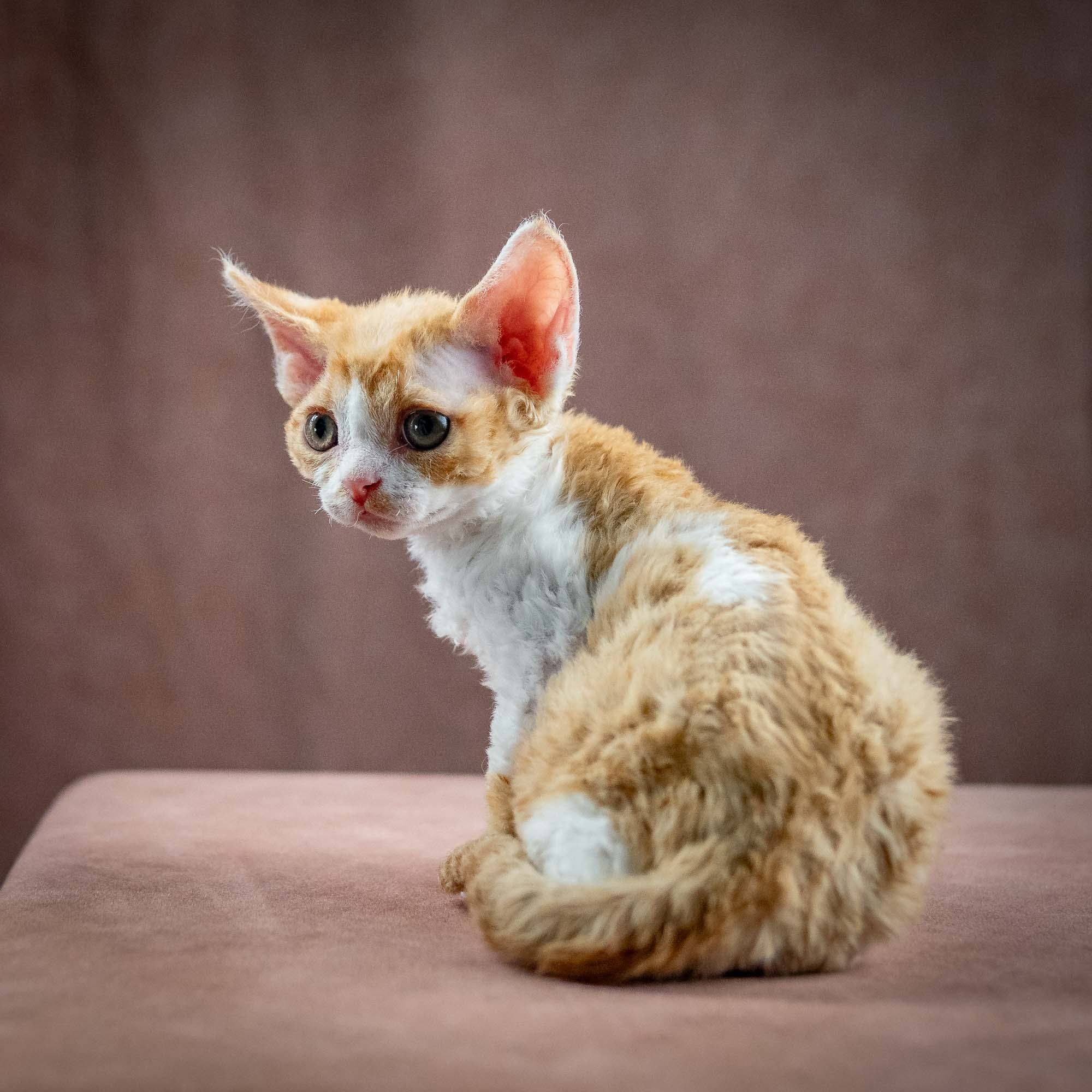 Gece, boy, born on 01.18.25. Devon Rex Pixie Cattery