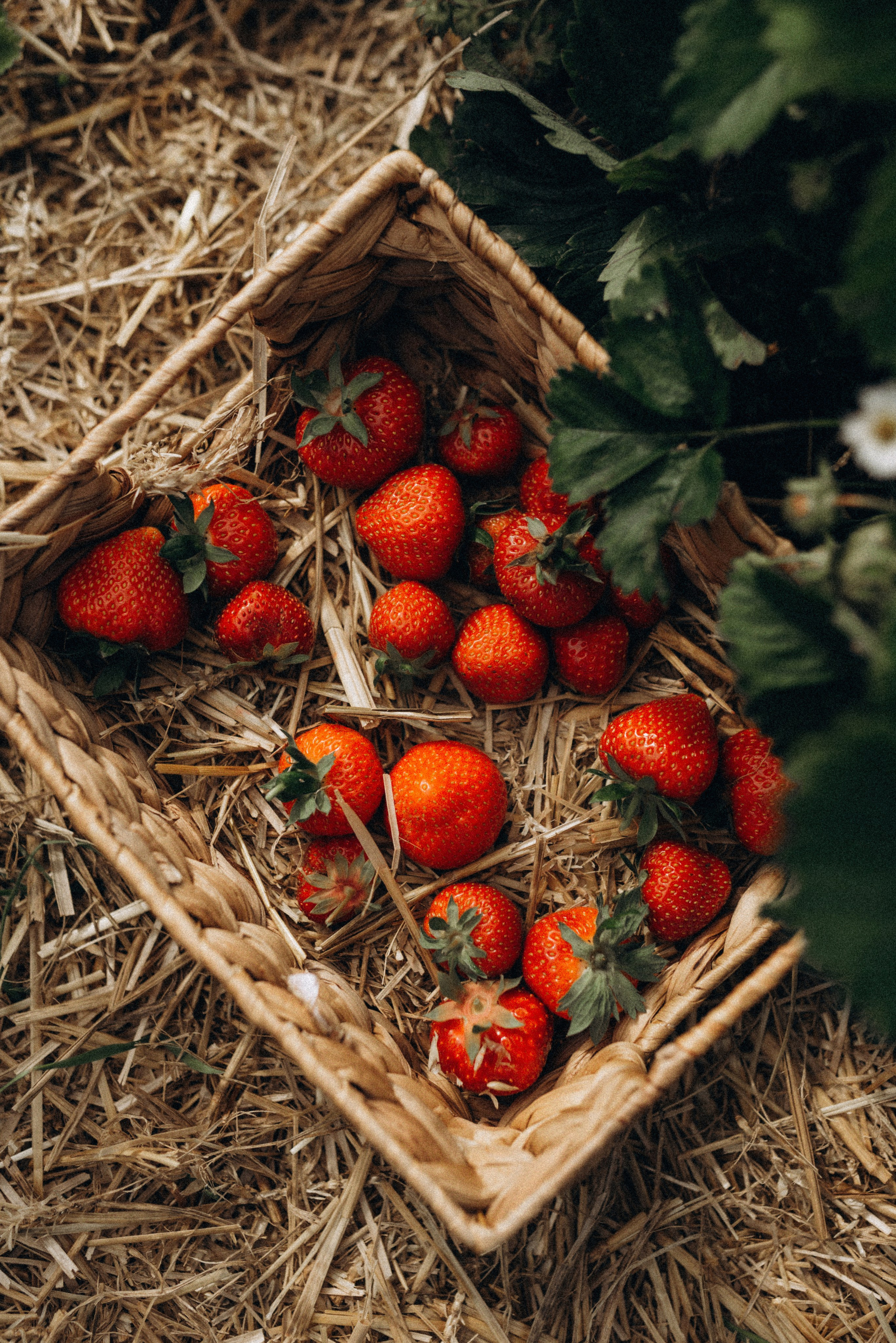 Семейная фотосессия в клубнике. Семейный фотограф Лейпциг, Германия