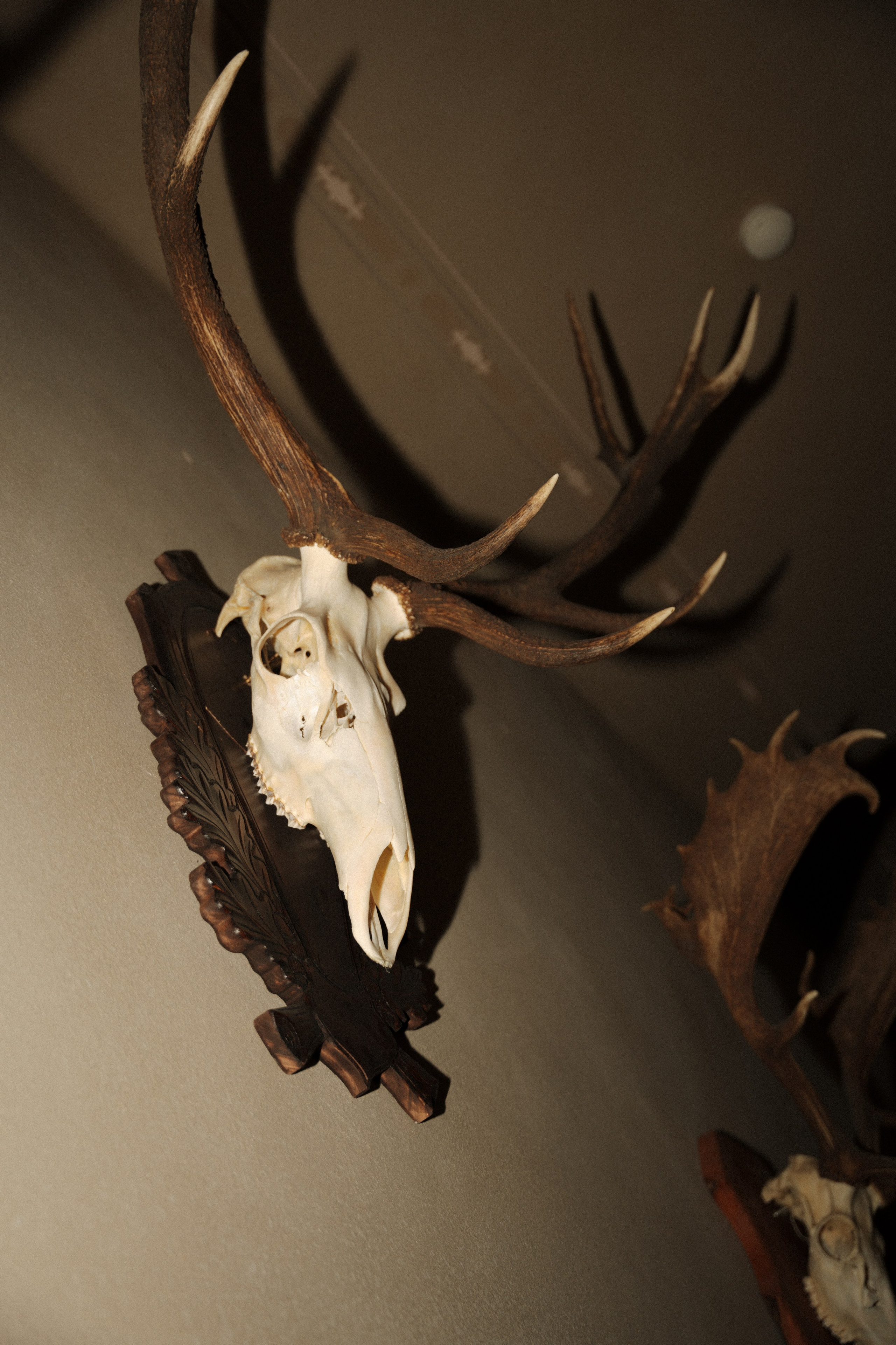 Beatrix és ferenc album. Csilla visuals