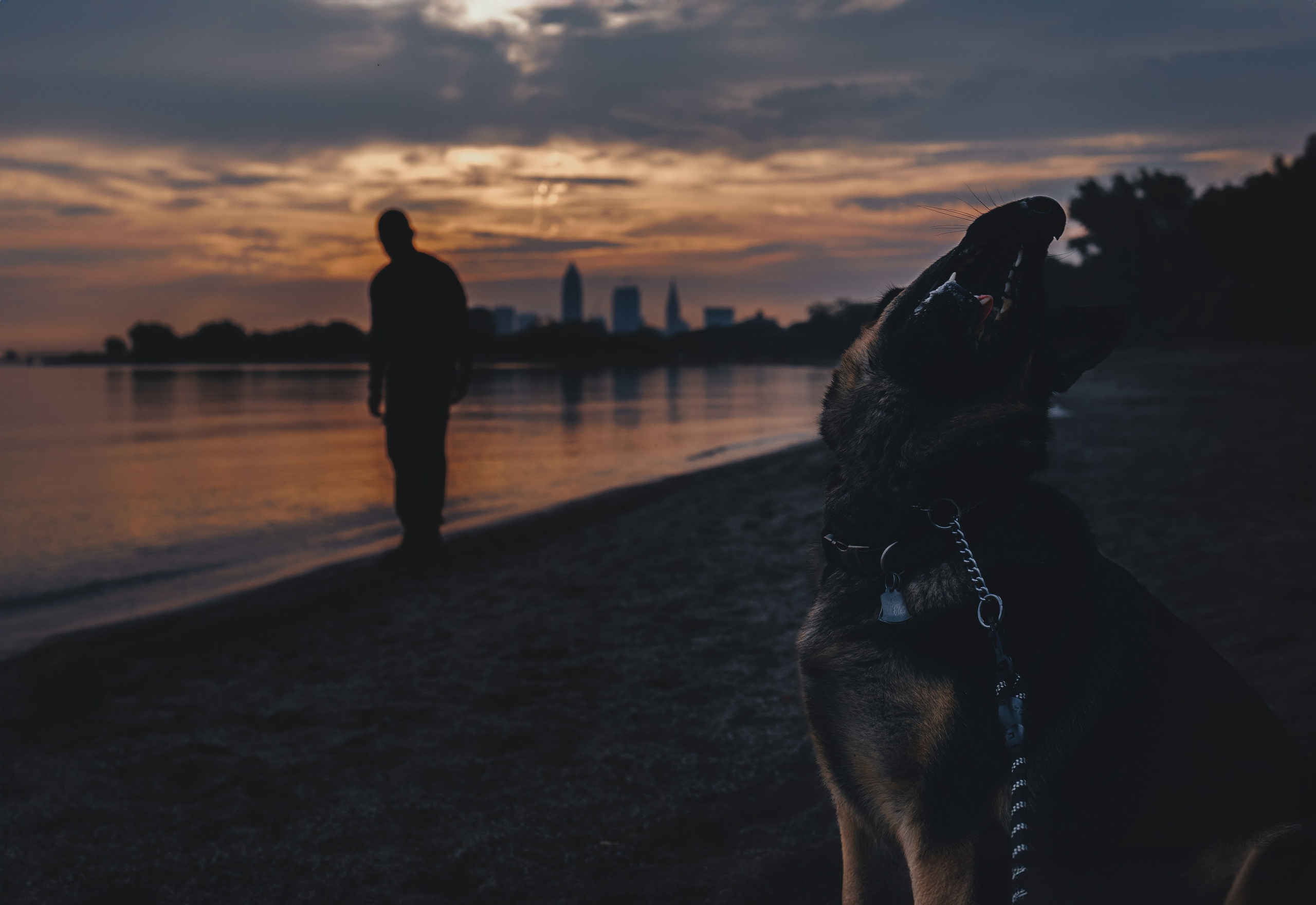 Frida & Frank. Pet Photographer Viktoriya Aleshenko