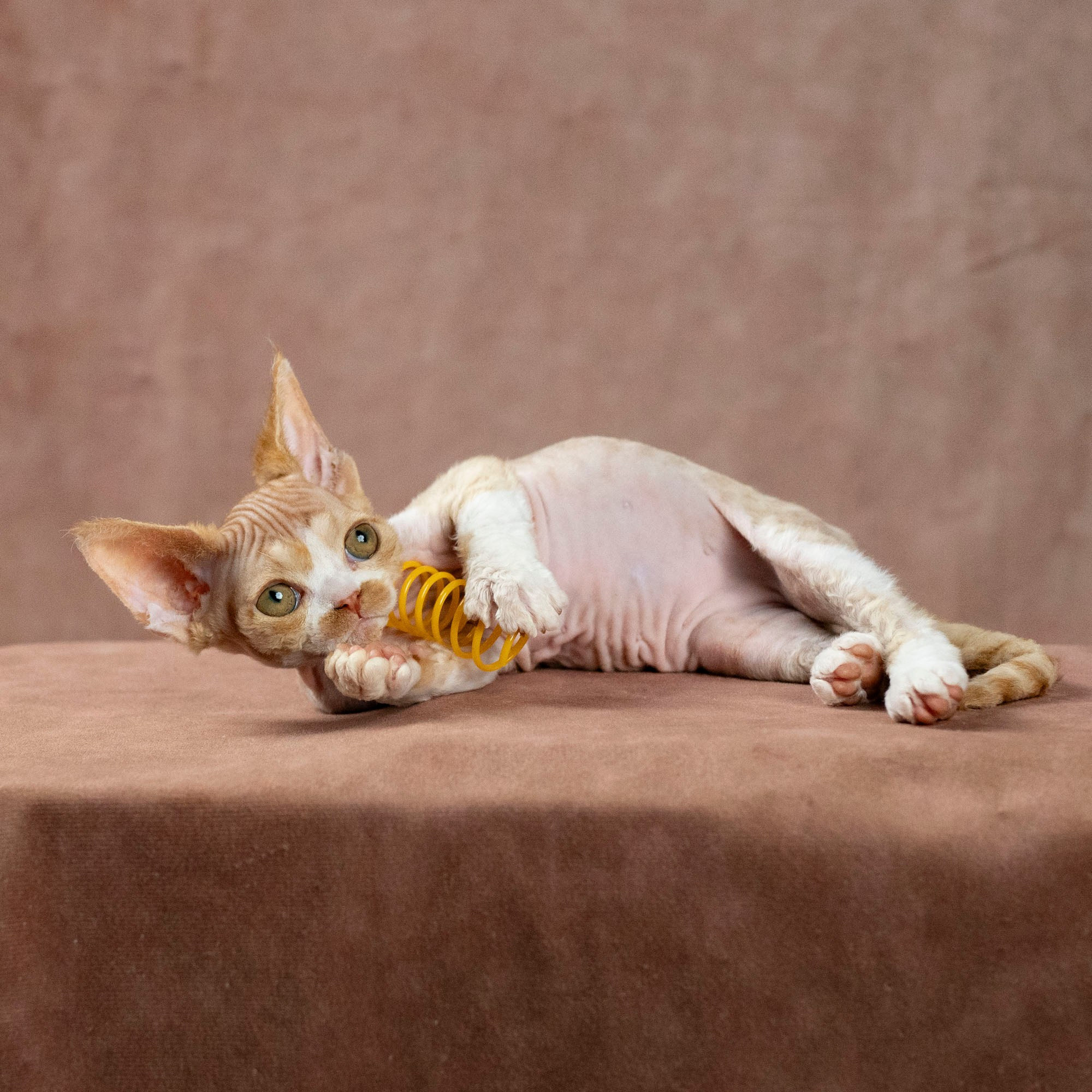 Dobby, boy. Devon Rex Pixie Cattery