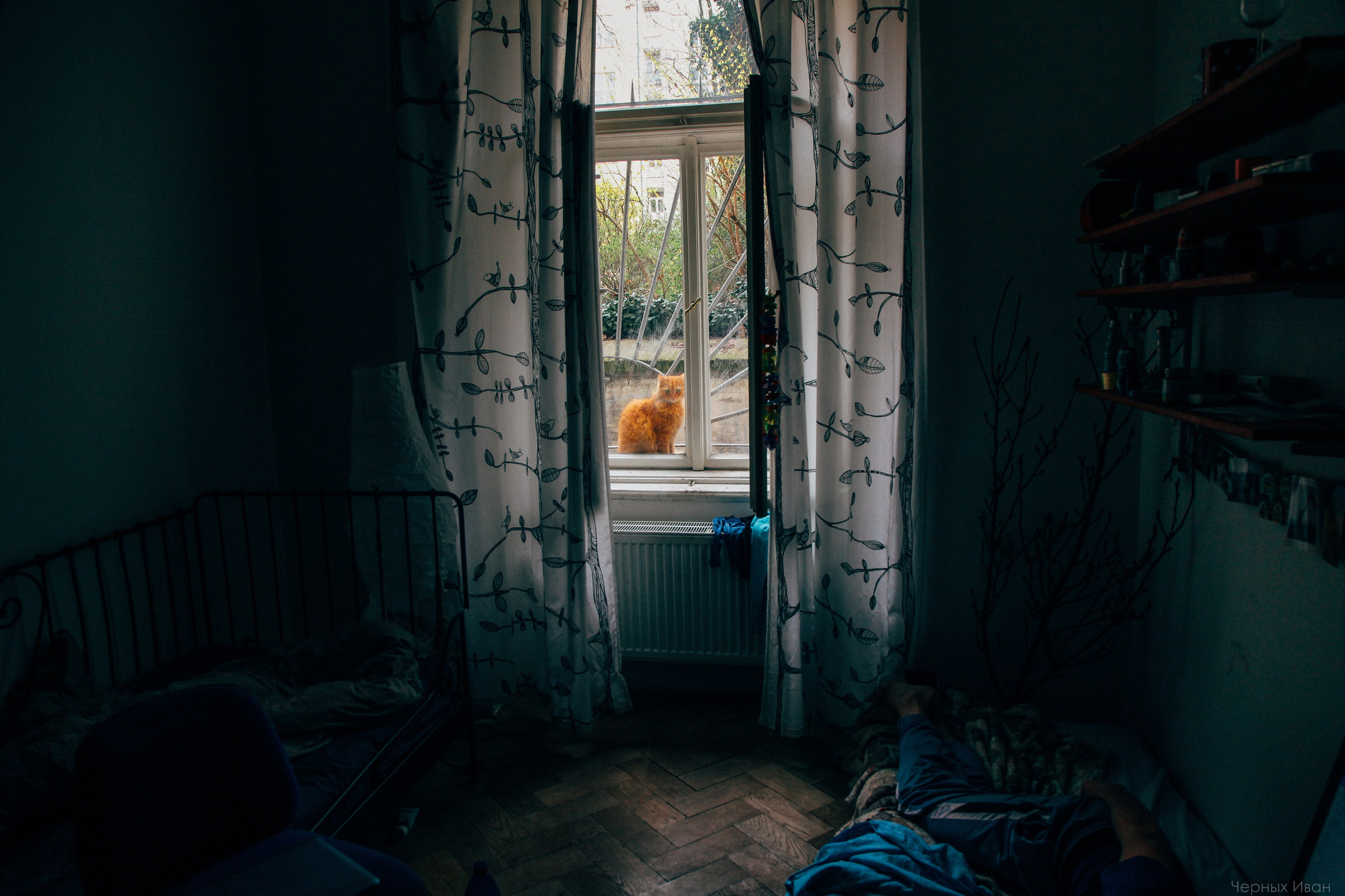 Кот шпедингера. Стрит-фотография, полная абсурда, идиотизма и красоты