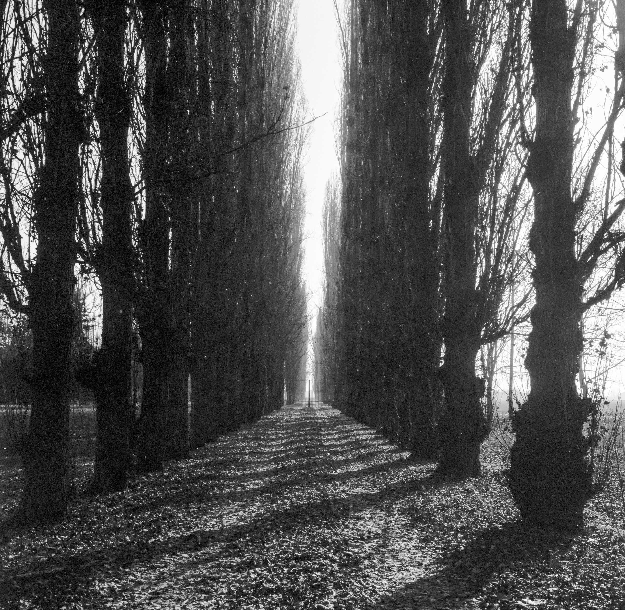 Analogica. Frank Prochilo Photography