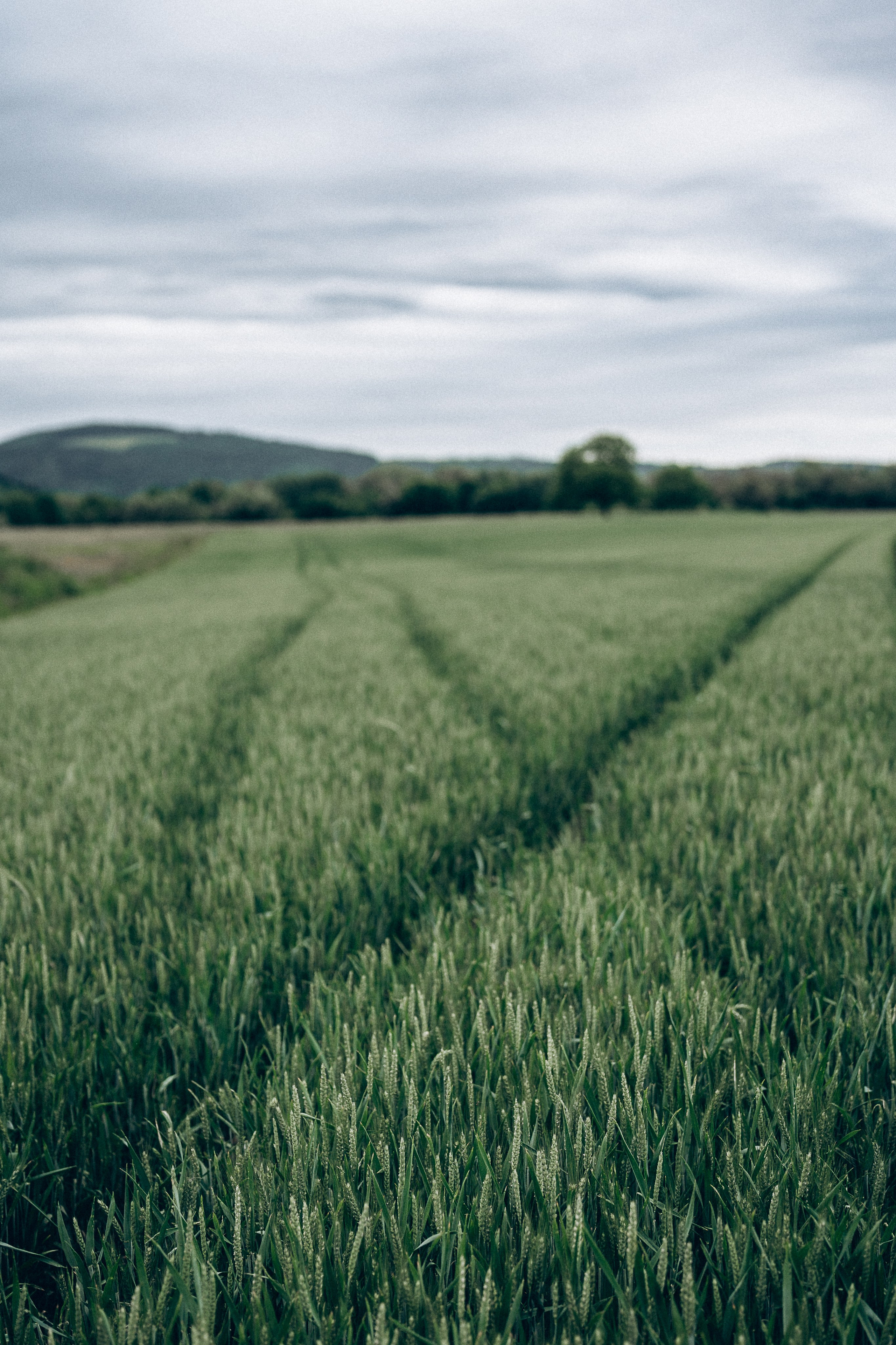 Mohnblumen. Pusteblumen. Familien, Lifestyle und Portrait Fotografin in Trier, Luxembourg