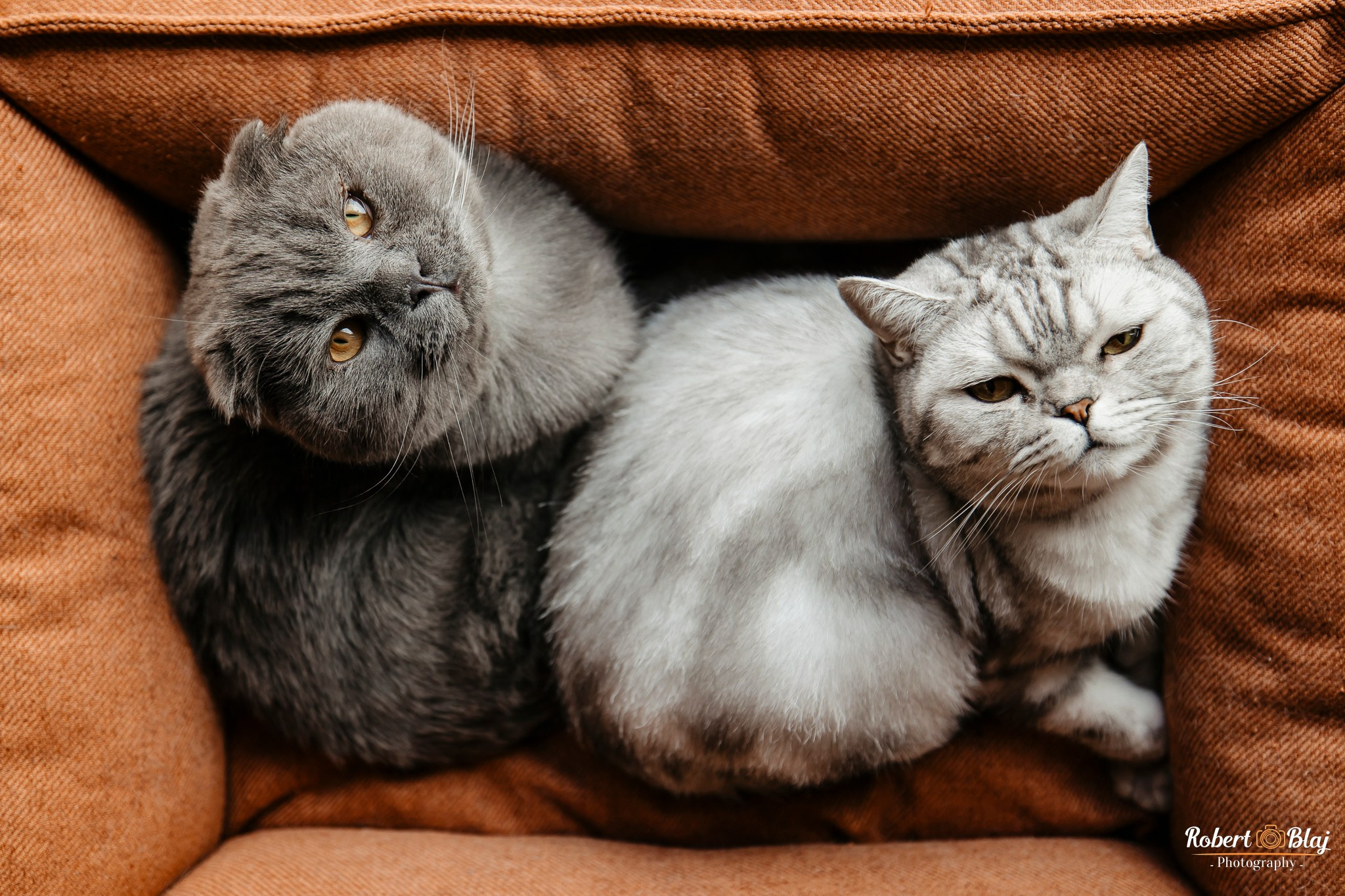 Noah. Robert Blaj - Fotograf Nuntă Iași