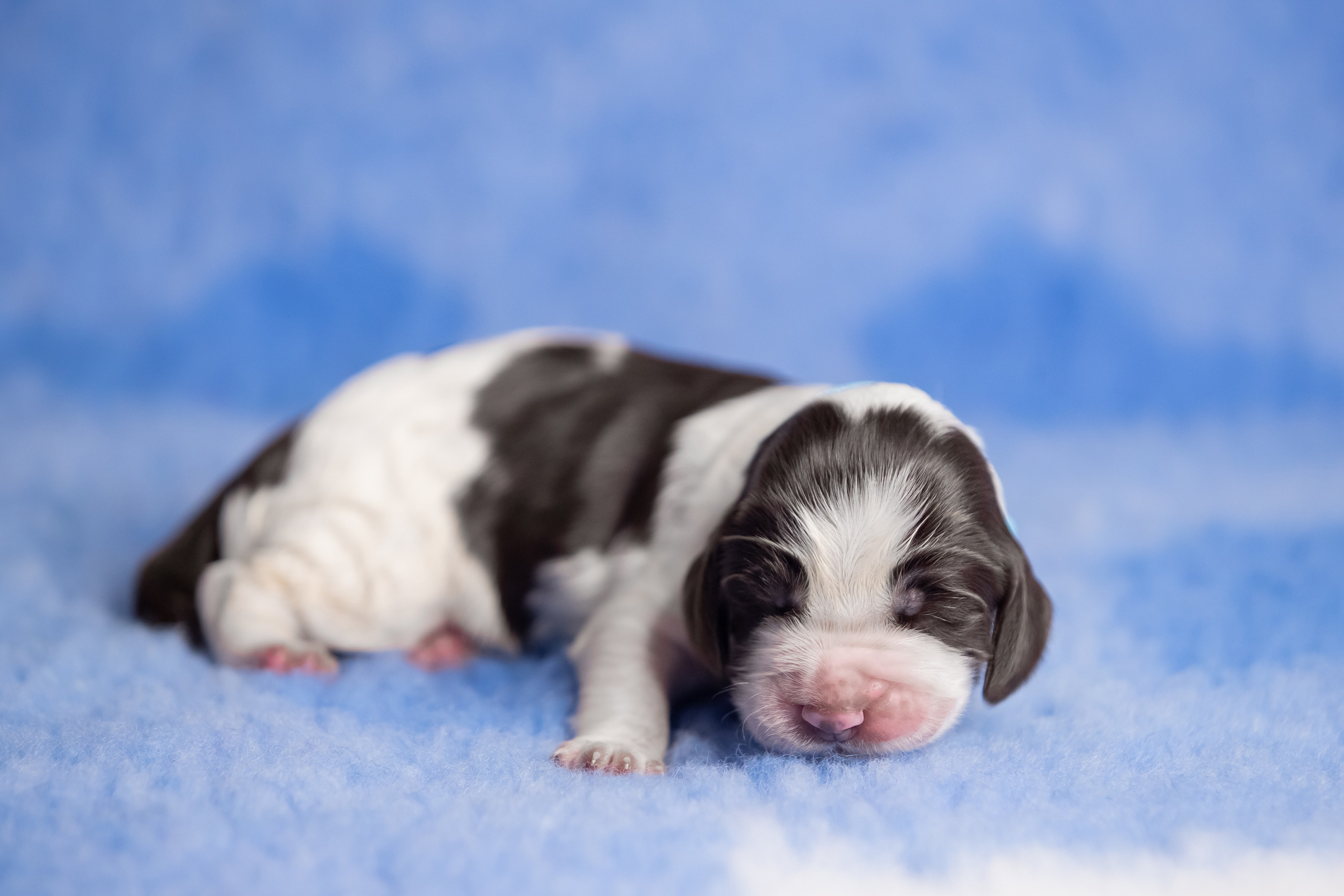 Male — Blue collar 💙. Website of the titled stud dog of the Springer Spaniel breed