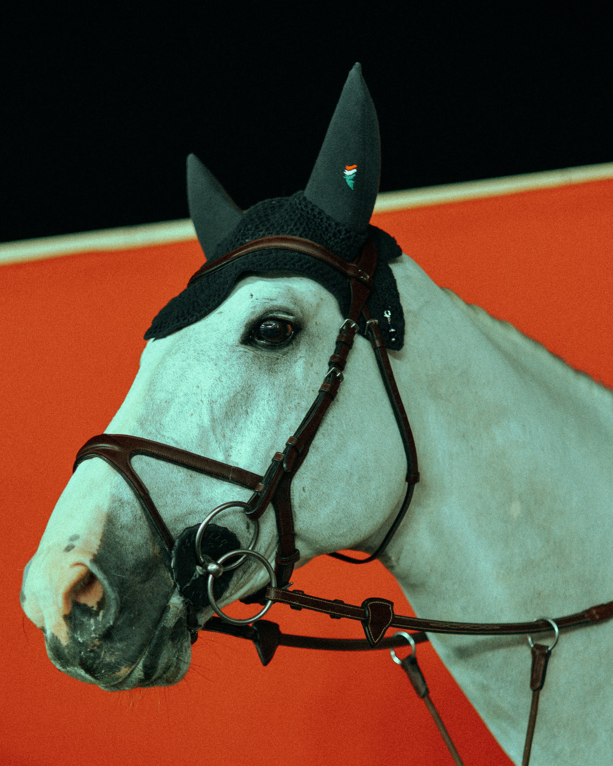 Doha Tour 2024 🐎. Regina Turbin — official website