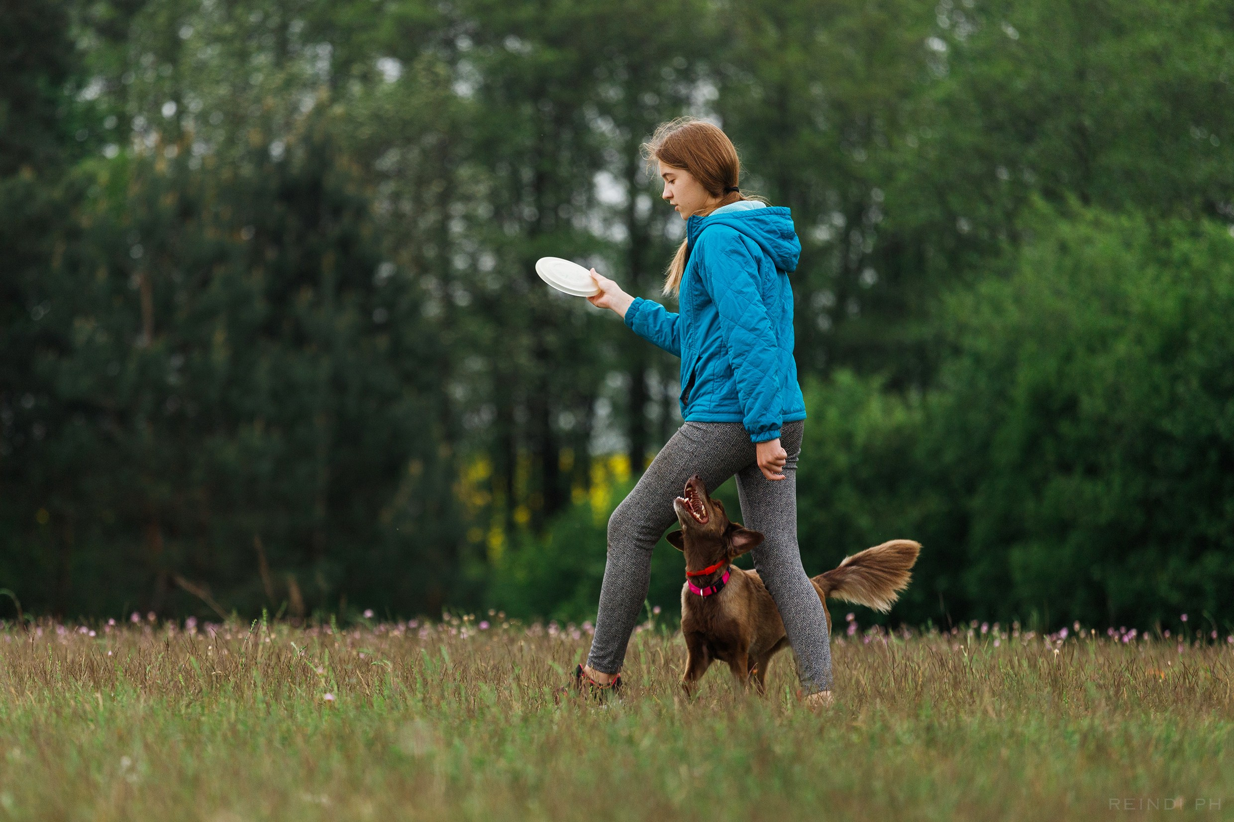 Dog frisbee championship | summer. Kaja | fotograf we Wrocławiu | ludzie i psy