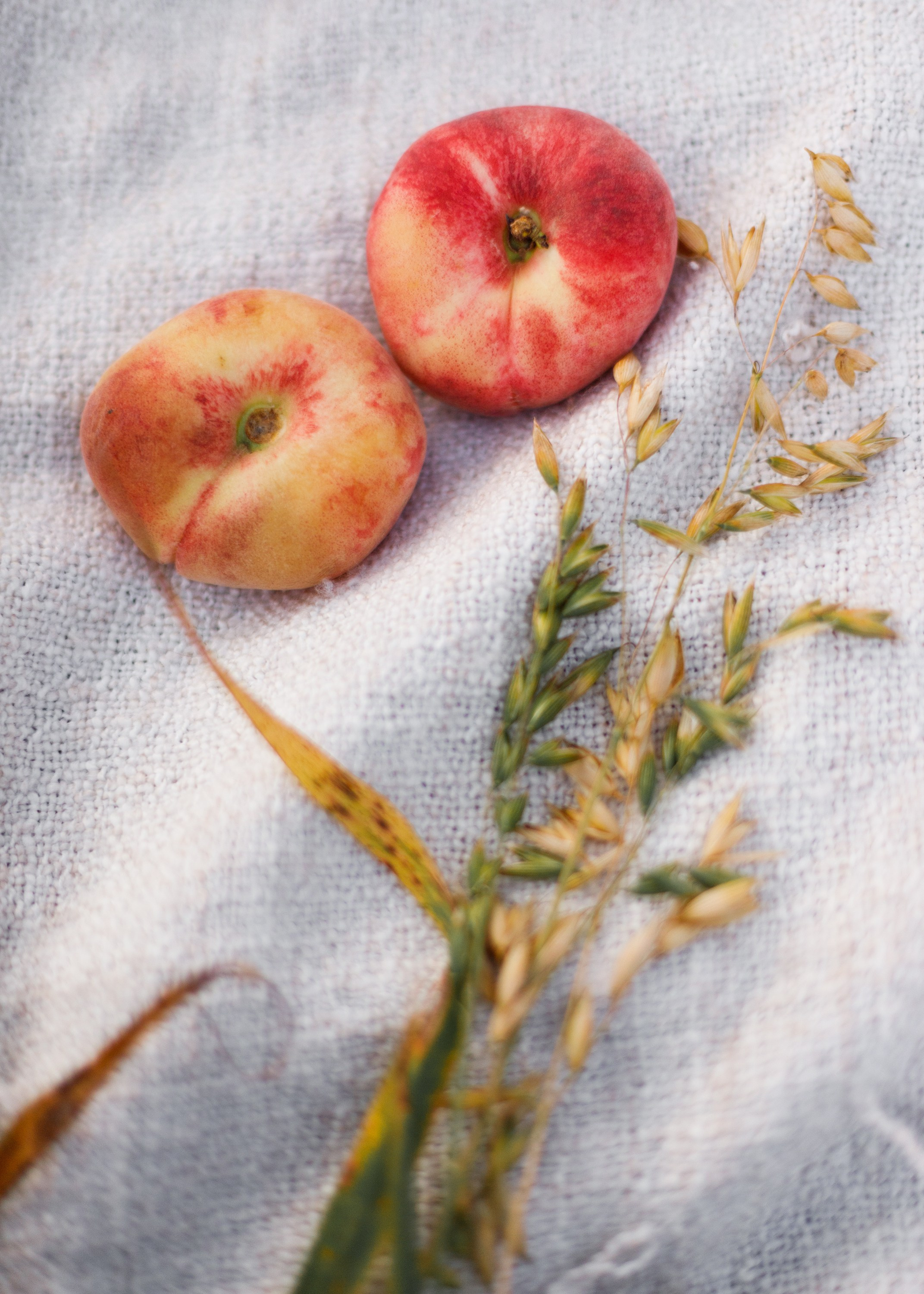 Katya | tenderness in the field. Kaja | fotograf psów we Wrocławiu