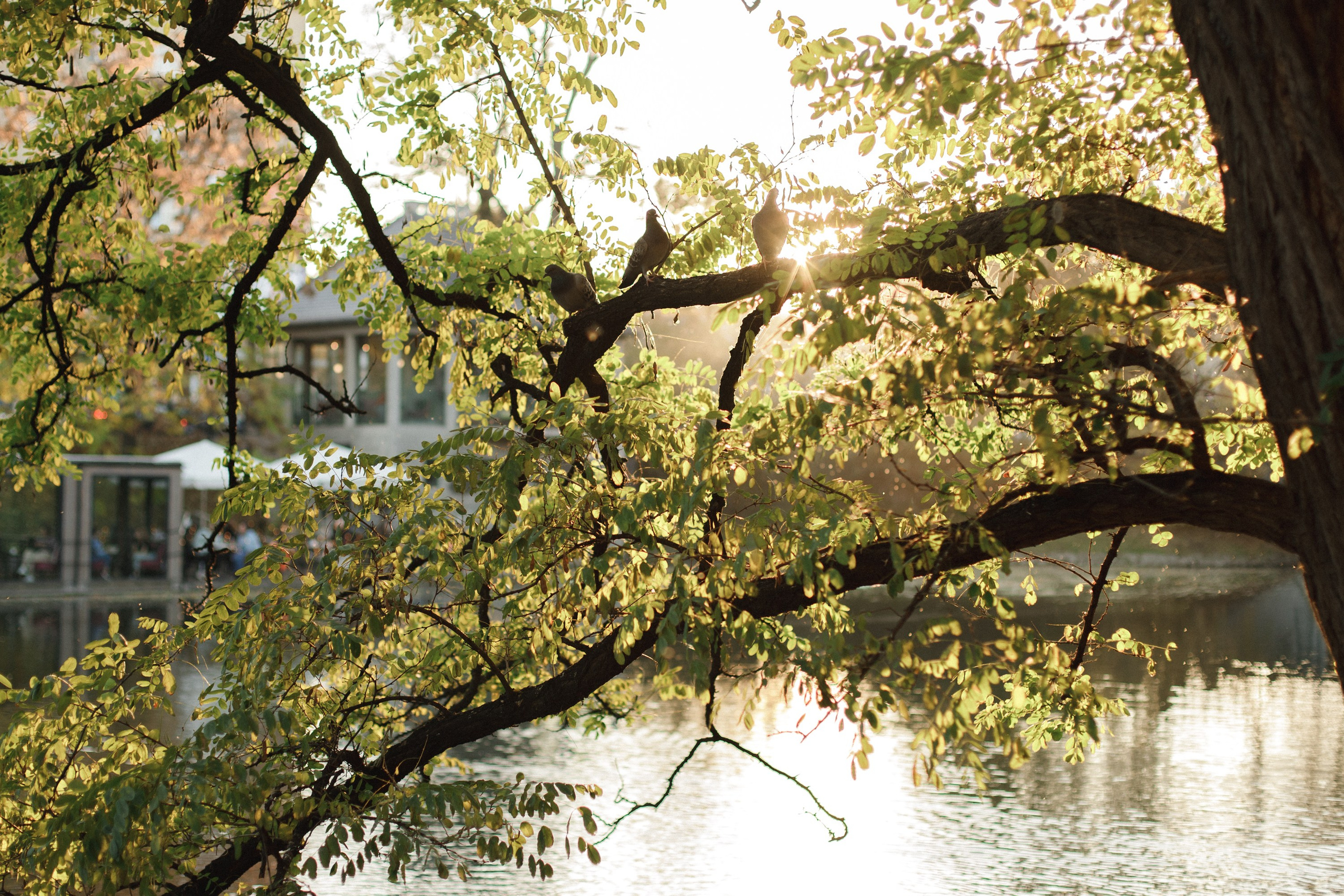 Nastya. Kaja | fotograf psów we Wrocławiu