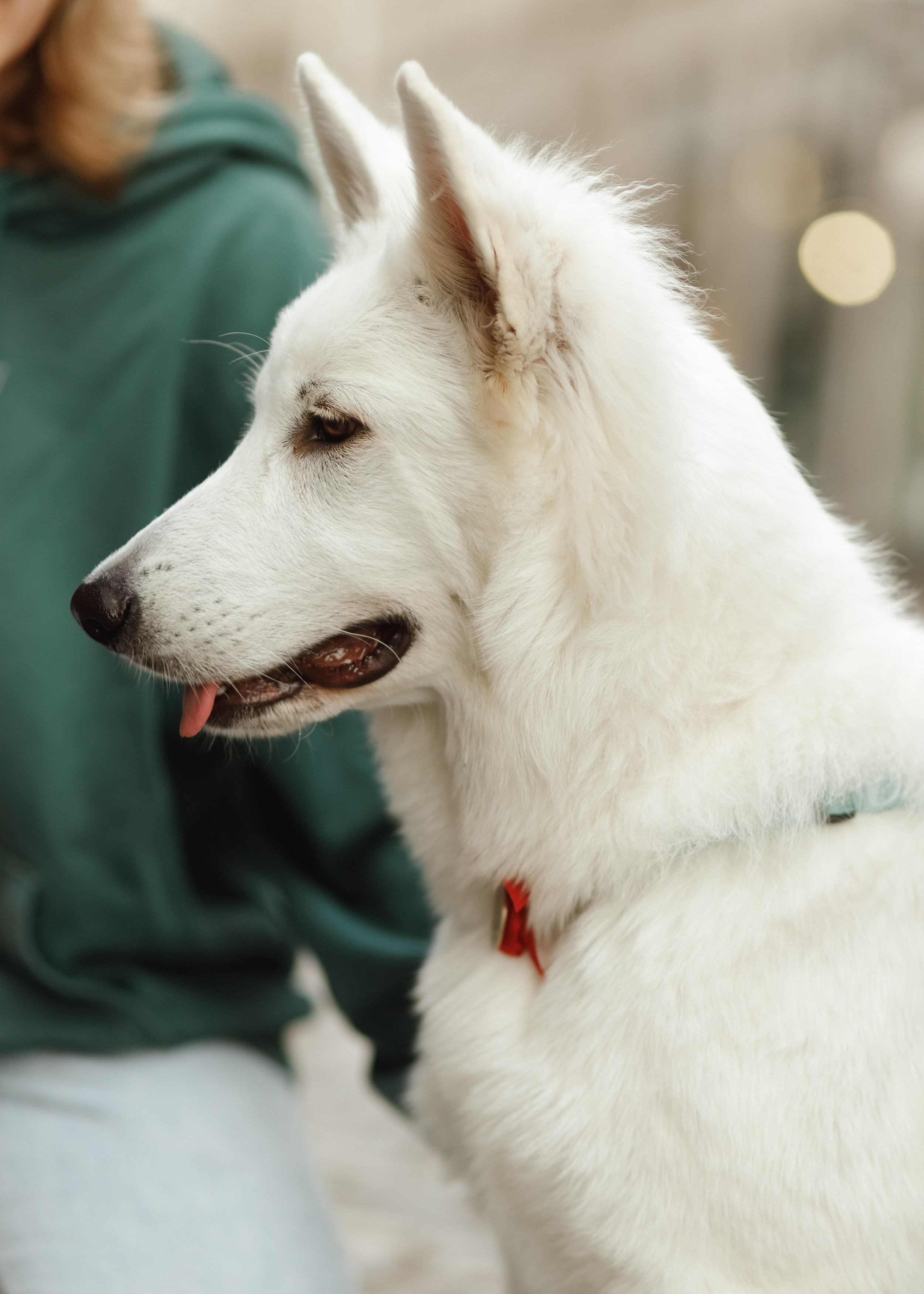 Astra in Leipzig. Kaja | fotograf we Wrocławiu | ludzie i psy