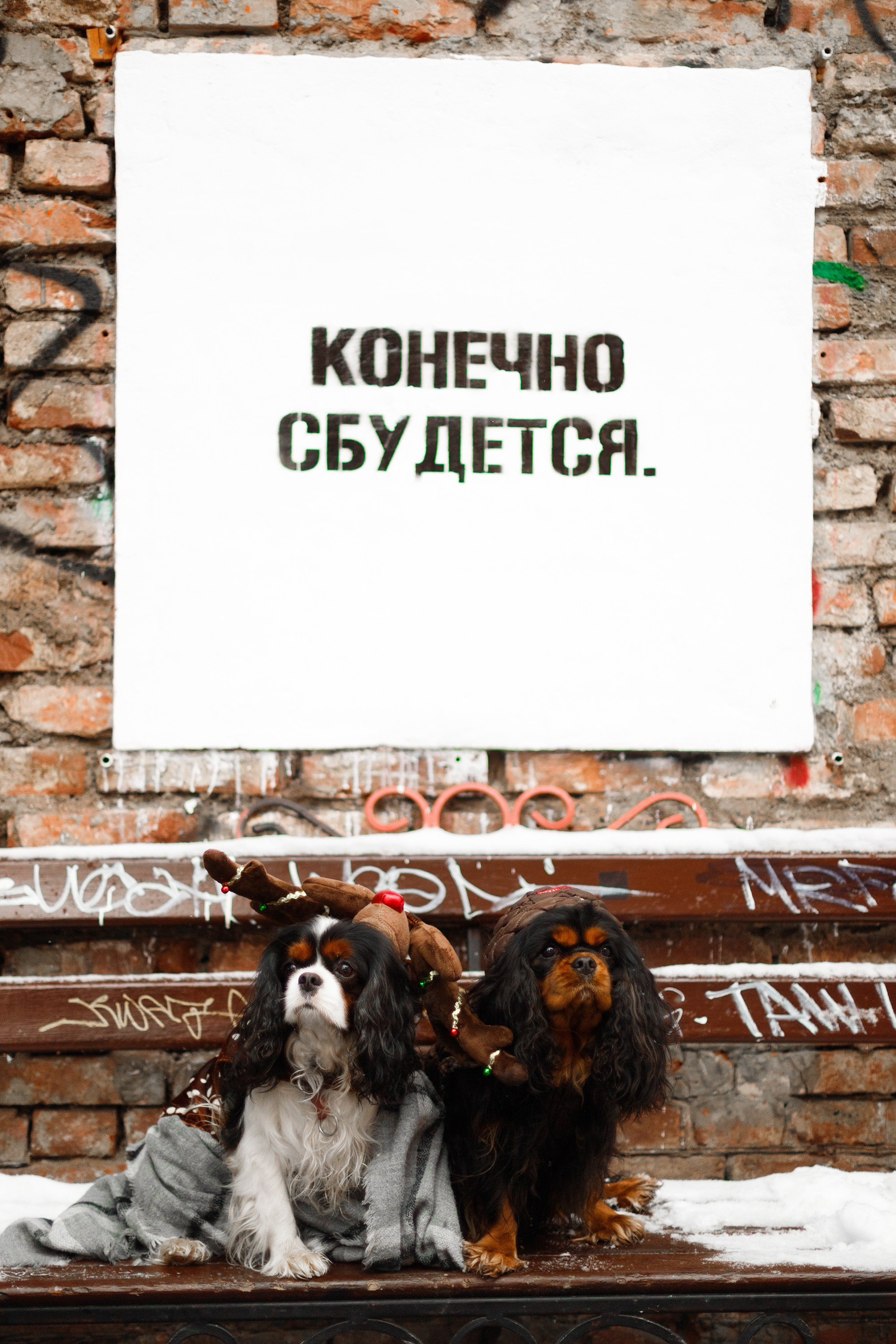 Uliana & winter spaniels. Kaja | fotograf psów we Wrocławiu