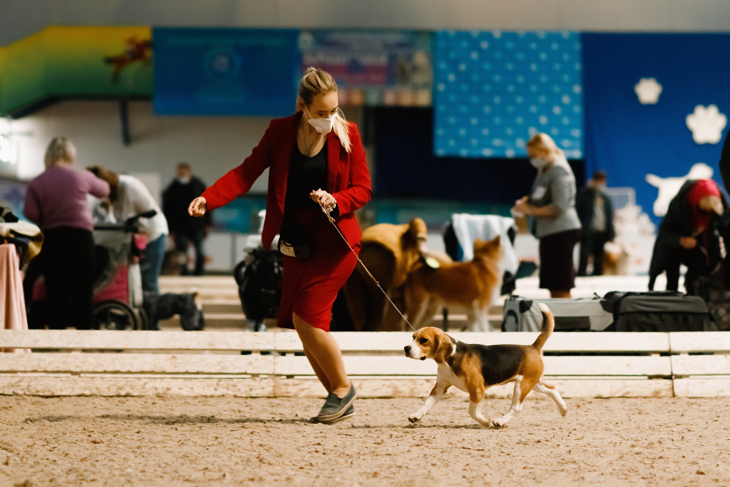Dog shows | the best ones. Kaja | fotograf psów we Wrocławiu