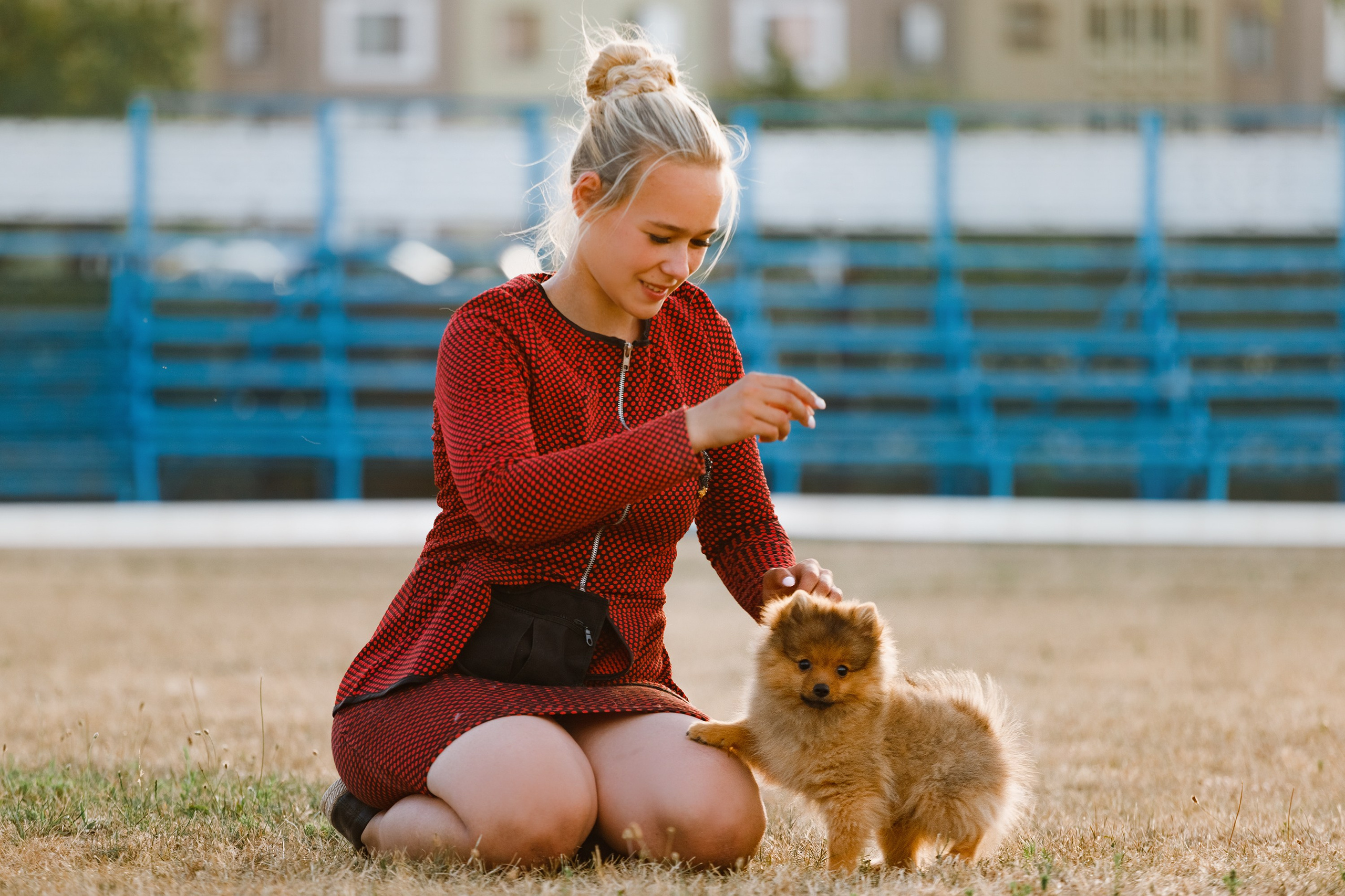 Dog shows | the best ones. Kaja | fotograf psów we Wrocławiu