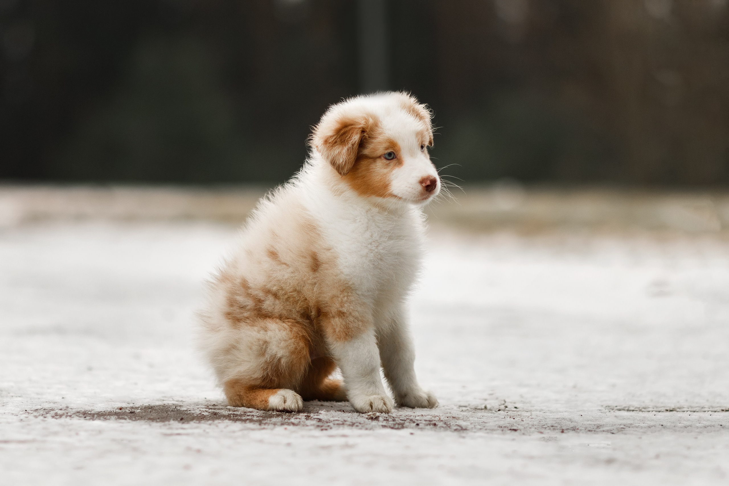 Pack of aussie puppies. Kaja | fotograf psów we Wrocławiu
