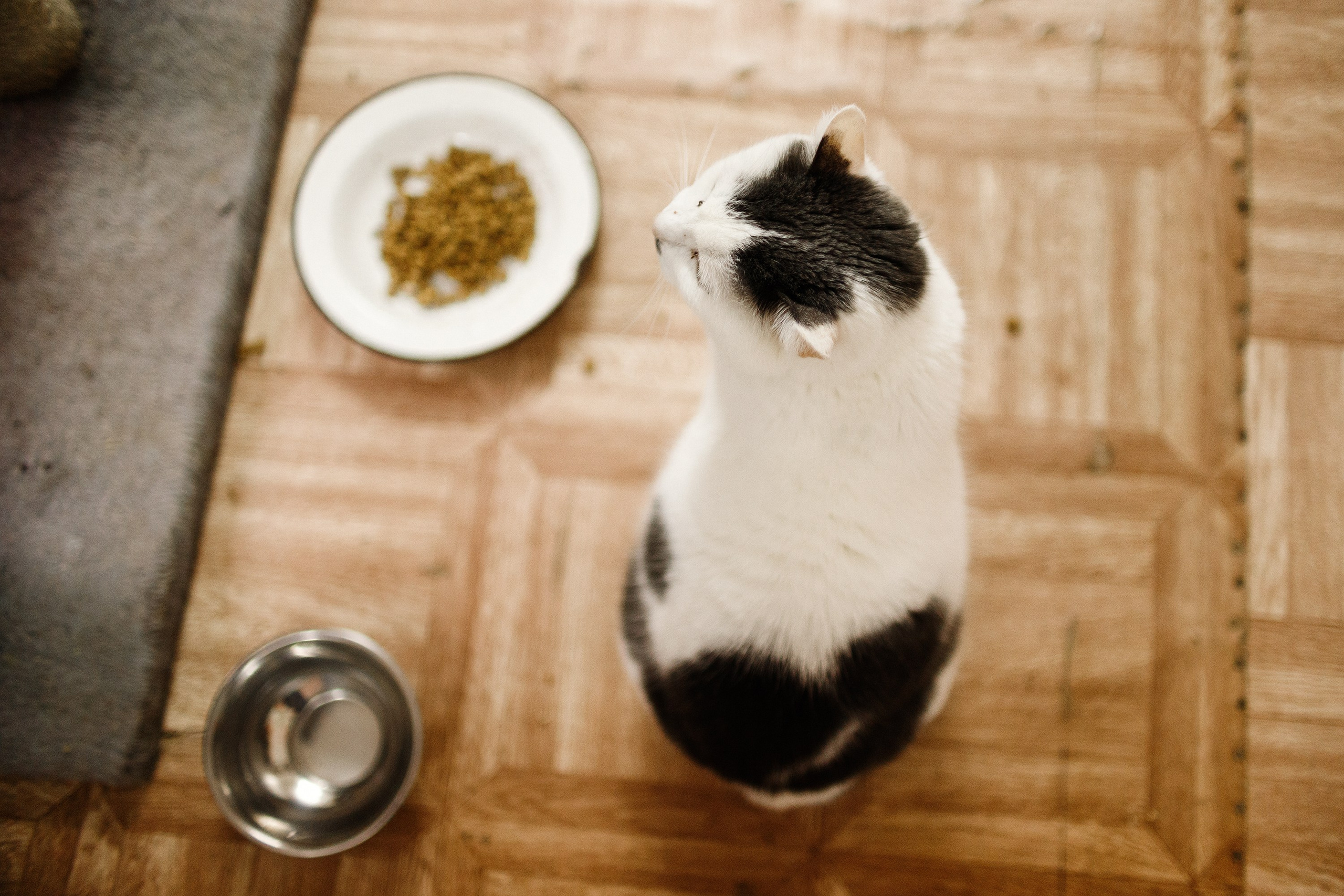 Shelter's cats for adoption. Kaja | fotograf we Wrocławiu | ludzie i psy