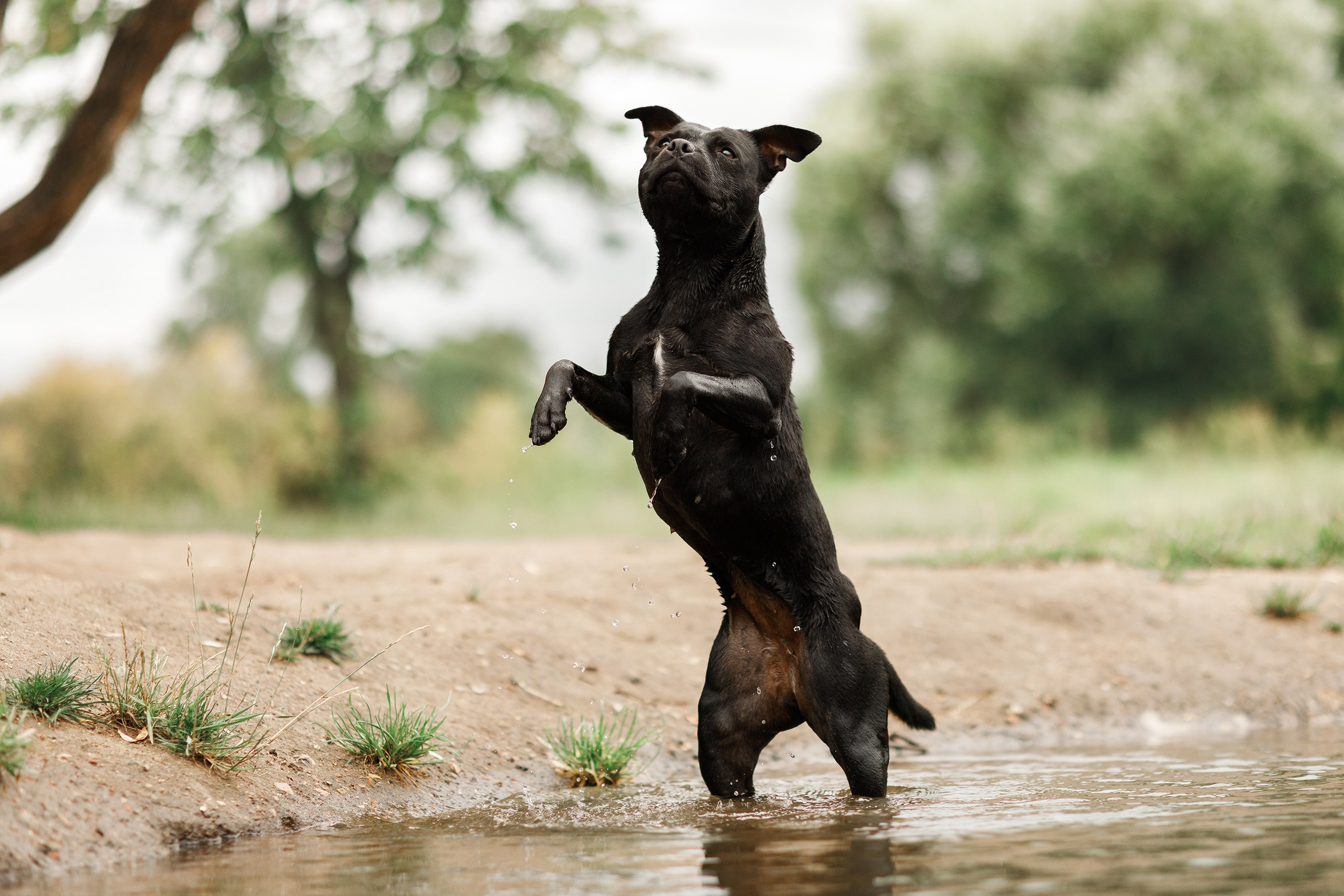 Staffy Yosia. Kaja | fotograf we Wrocławiu | ludzie i psy