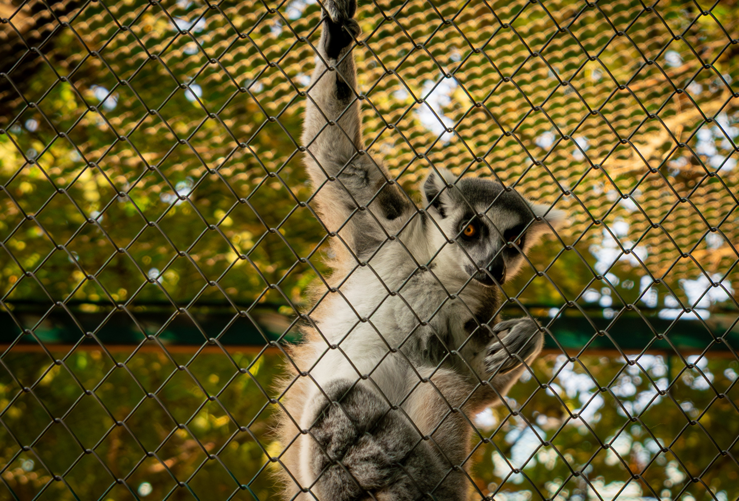 Belgrade ZOO. Victoria Fedoseenko. Photographer from Serbia