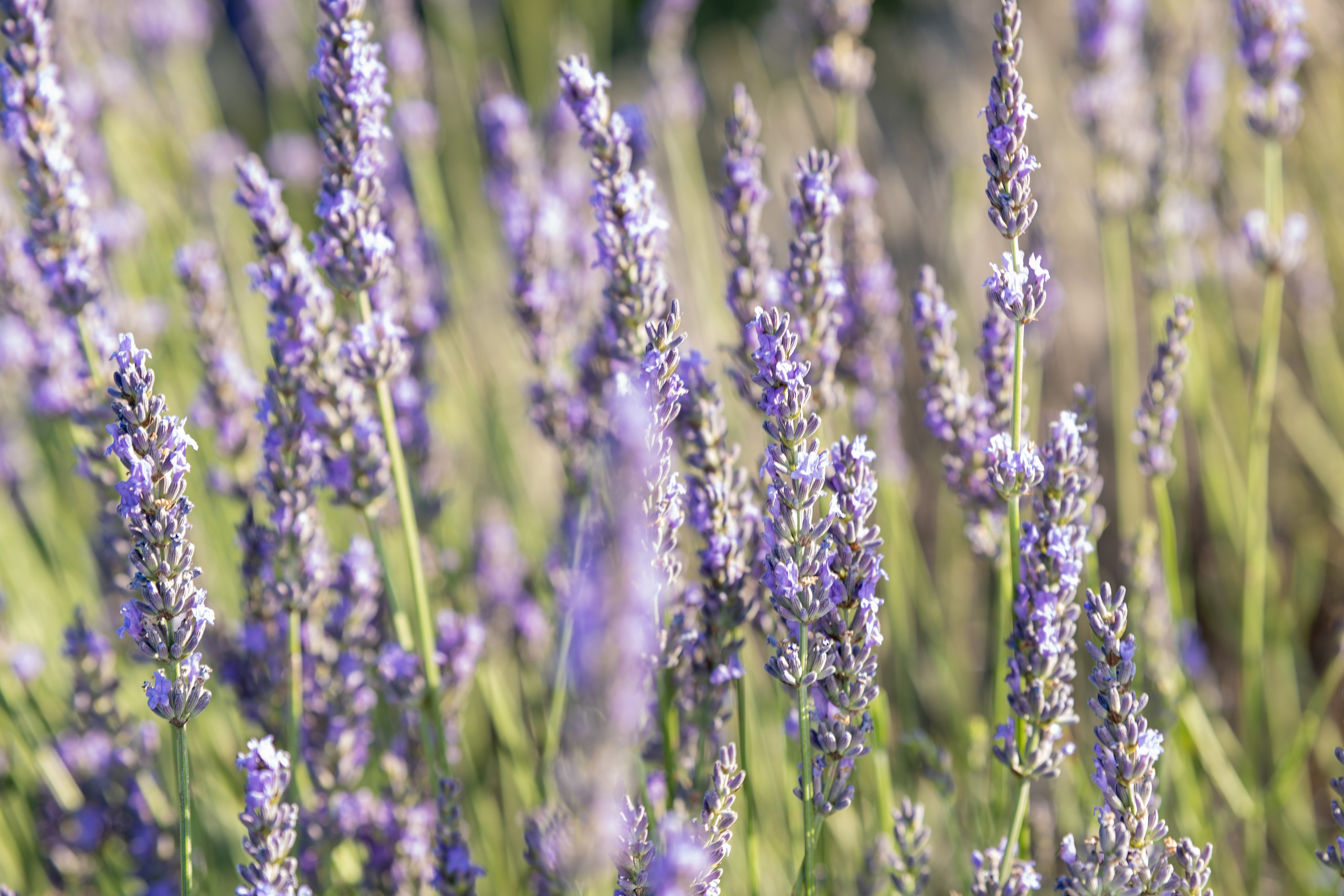 Mini séances en lavande fleurie 2025. Фотограф Ретушер во Франции в Провансе