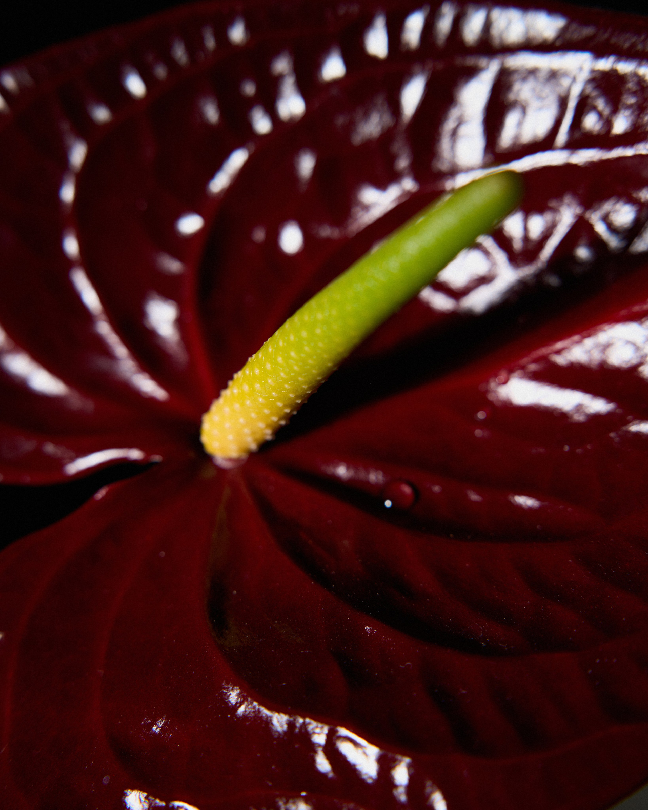 Flowers. Your creative photographer and professional retoucher