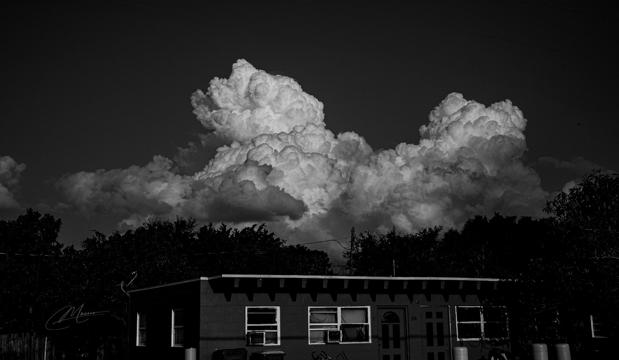 Americana — Immokolee. Out and About 239