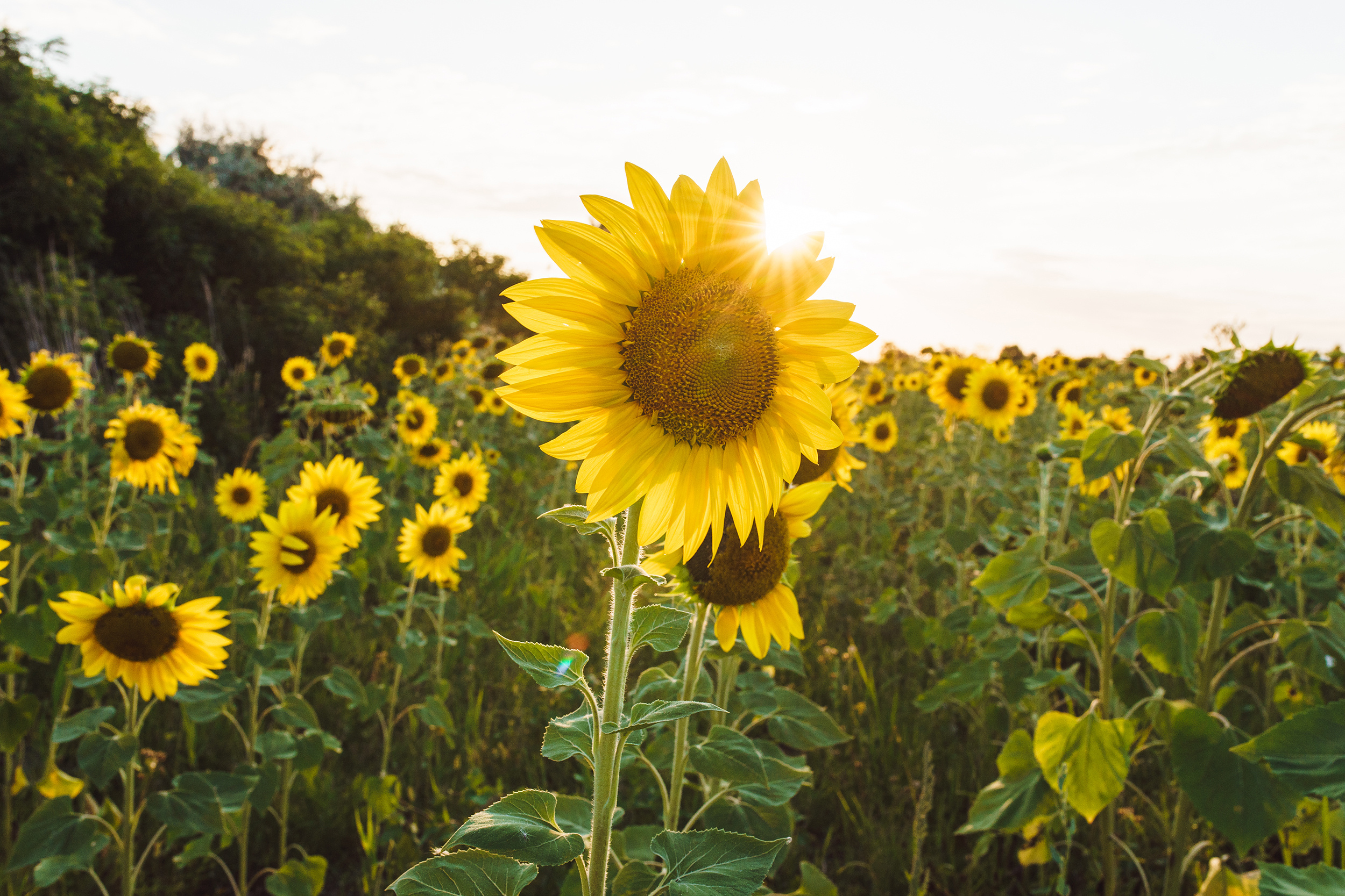 Nastya und Gena. Fotograf in Bulgarien Katerina Zubkova