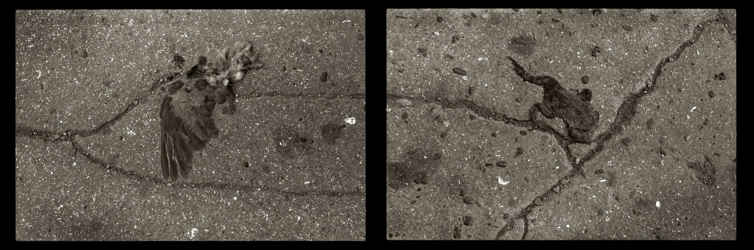 Fly or crawl, the end is known.  Baku, 2010