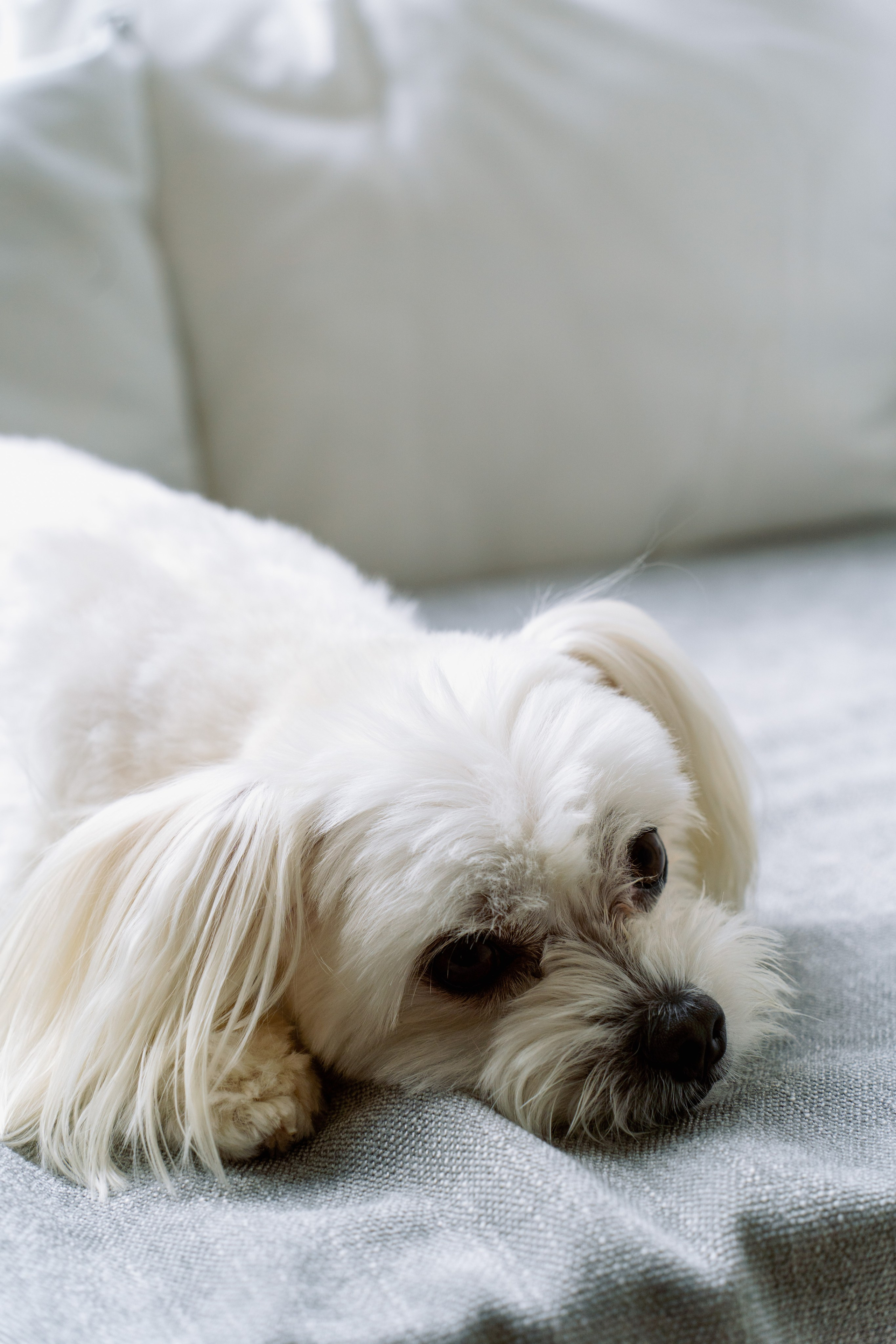 Репортаж / Мероприятия. Портретный и свадебный фотограф в Риге