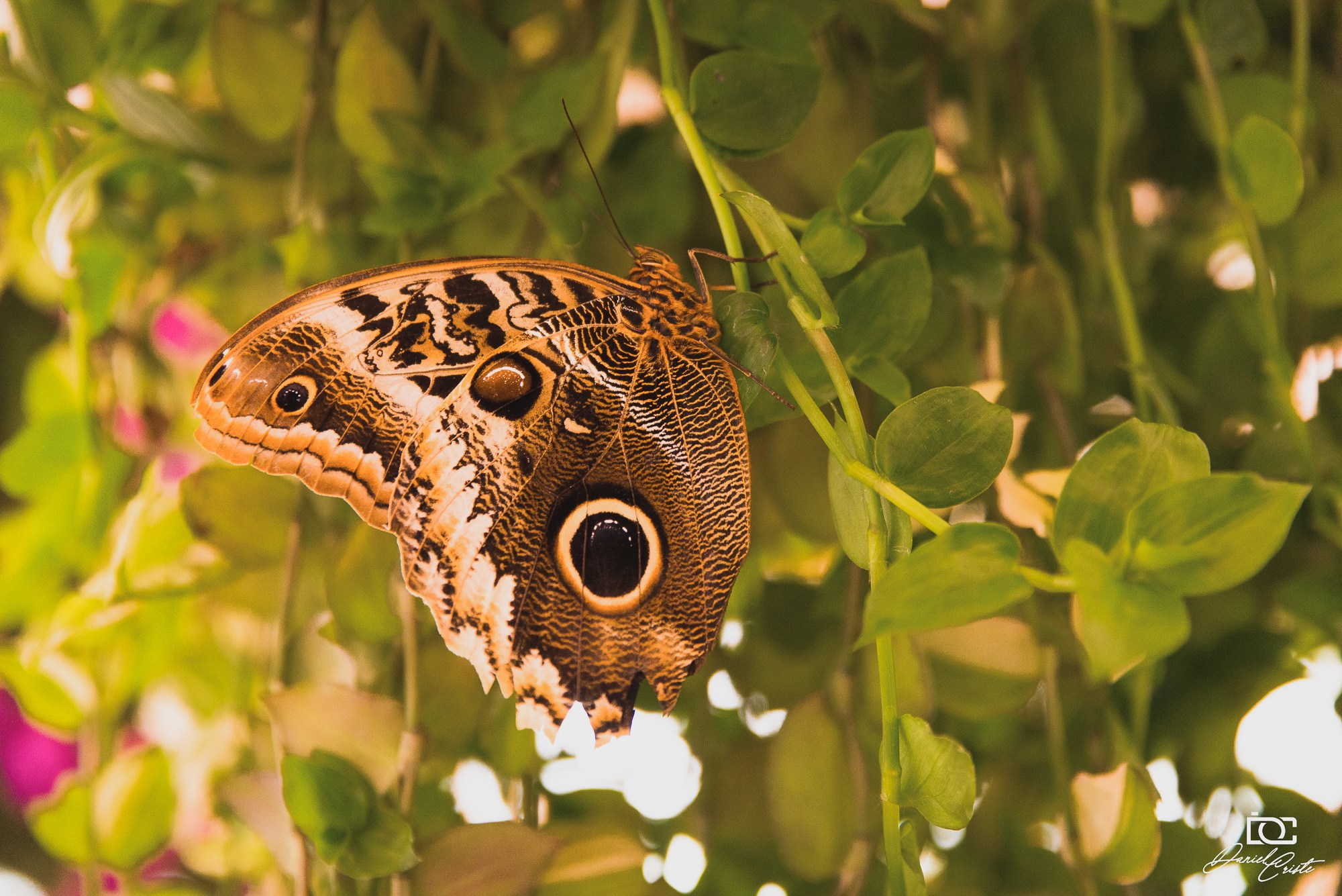 Peisaj /natura. Daniel Criste Fotograf
