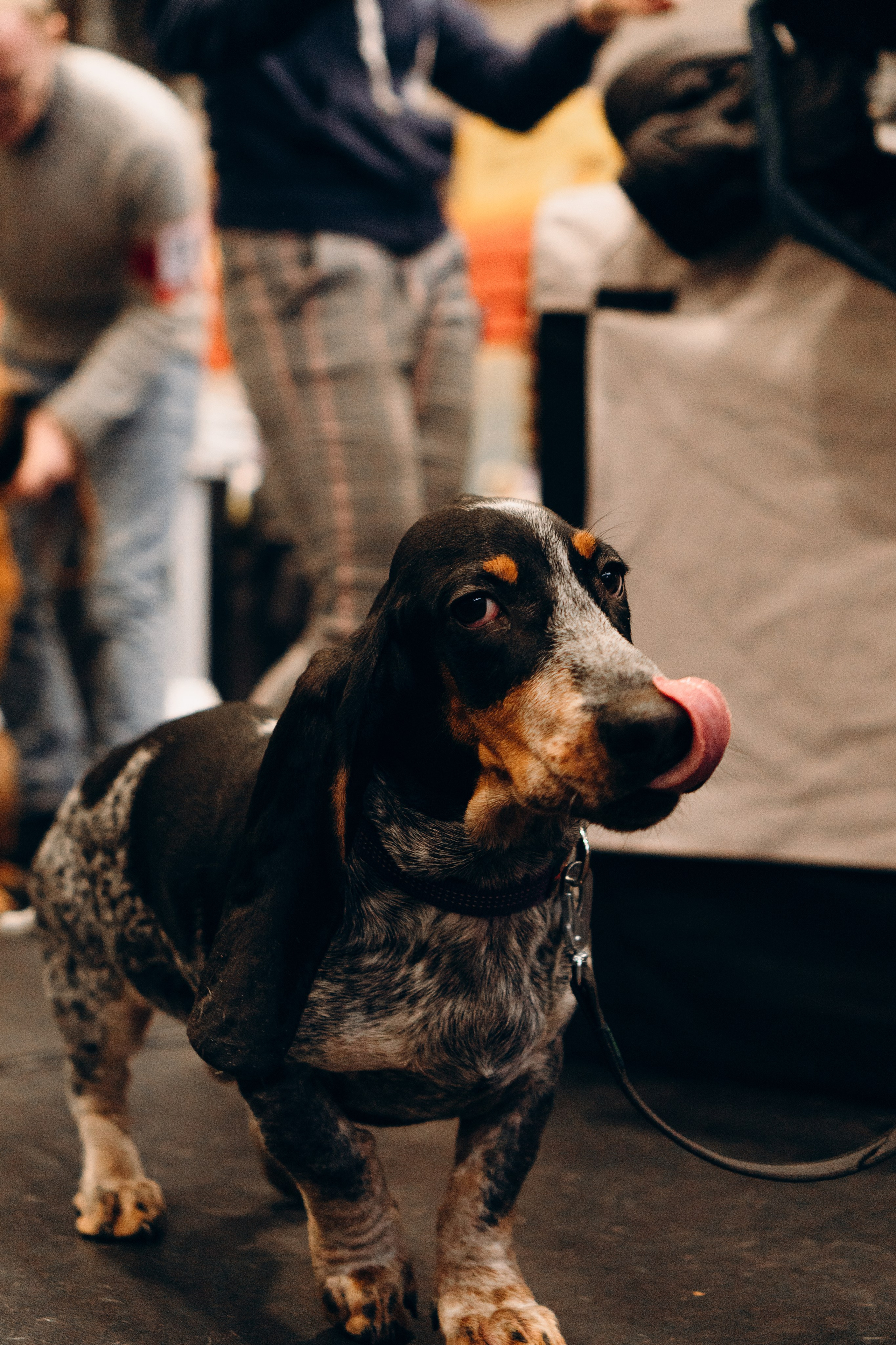 Pärnu dog weekend photo report. Kat Laisaar — Pet photographer in Tallinn