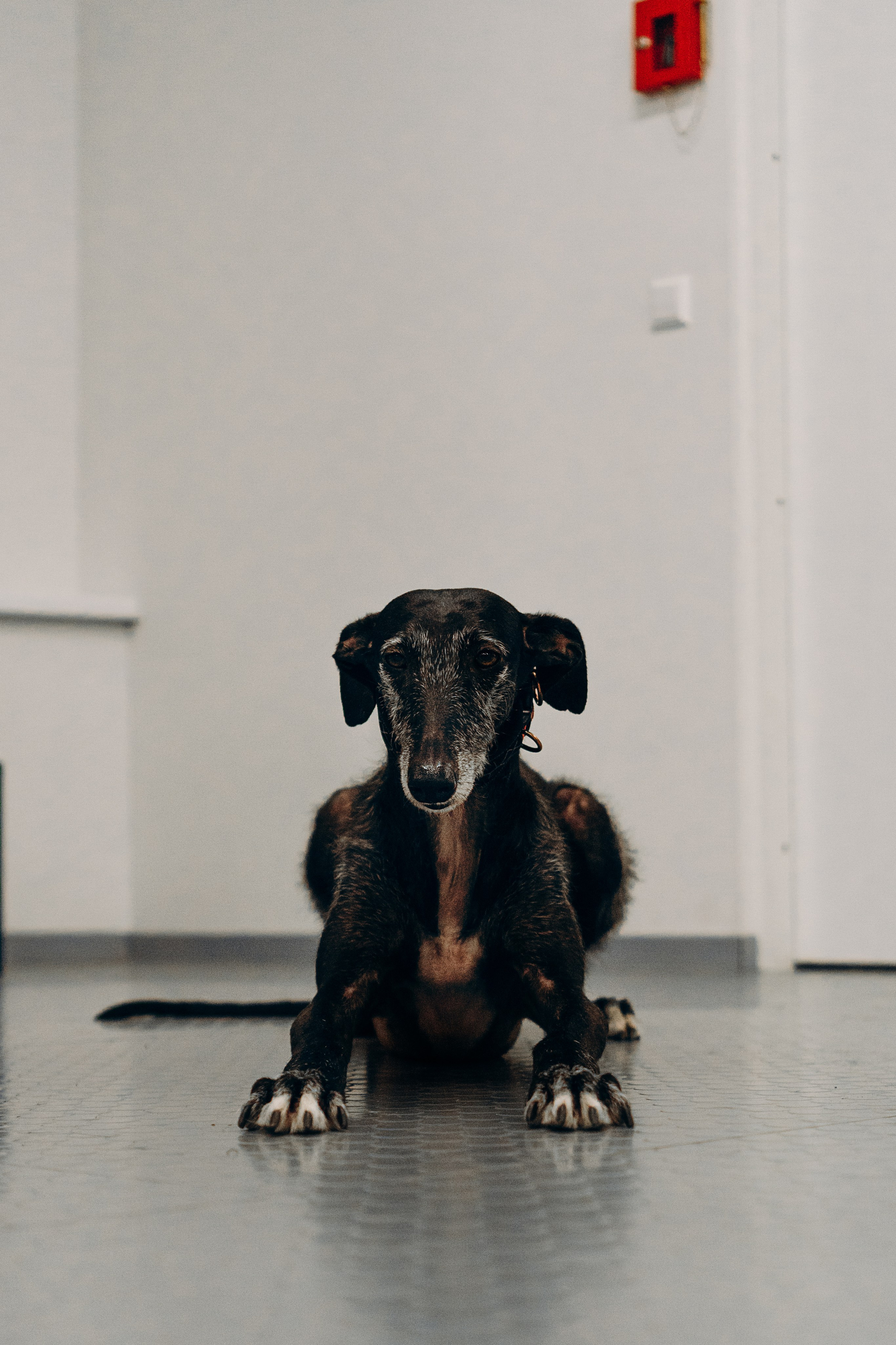 Galgotreff, 9 feb. 2025. Kat Laisaar — Pet photographer in Tallinn