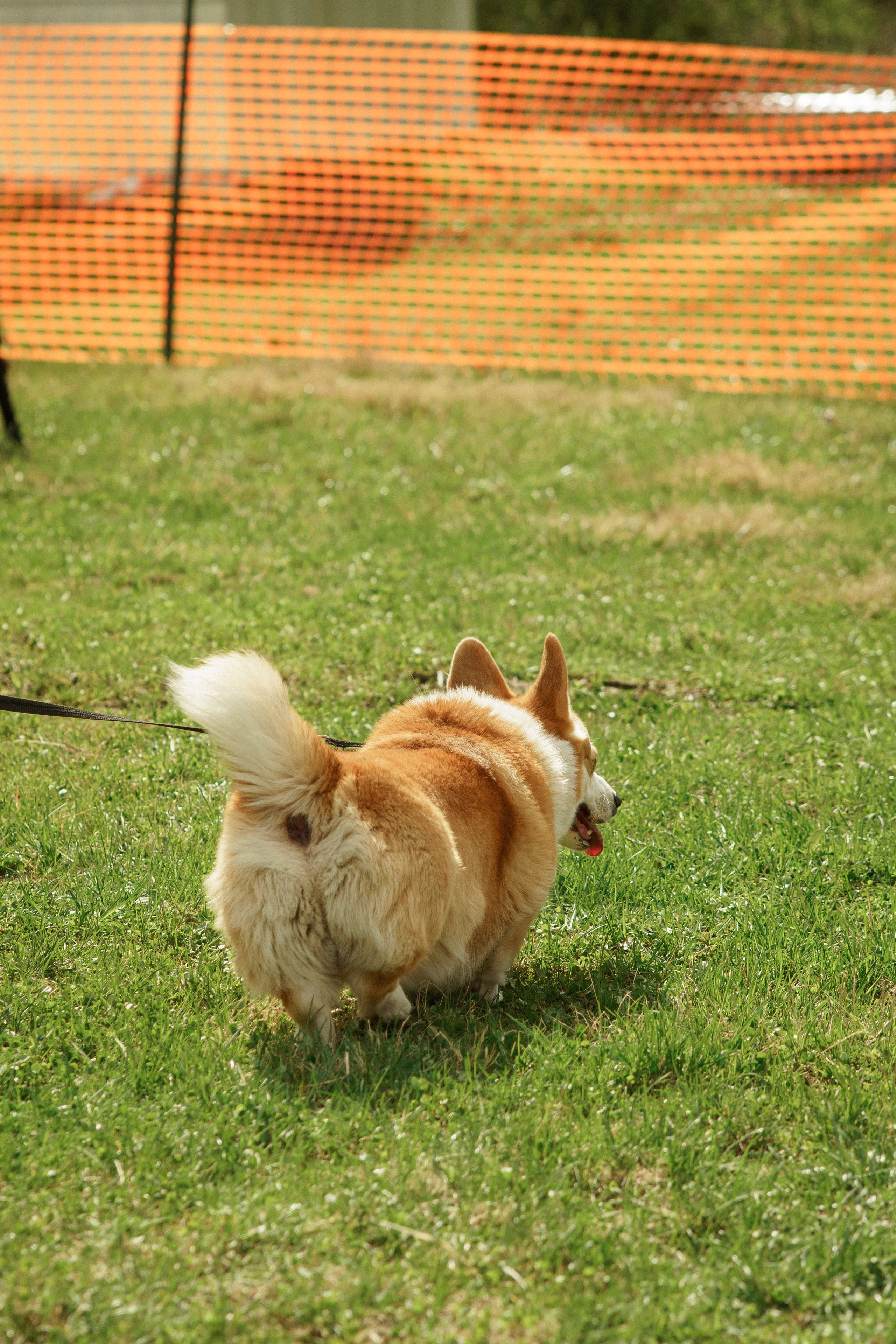 Herding Days, 26 apr. 2025. Kat Laisaar — Pet photographer in Tallinn