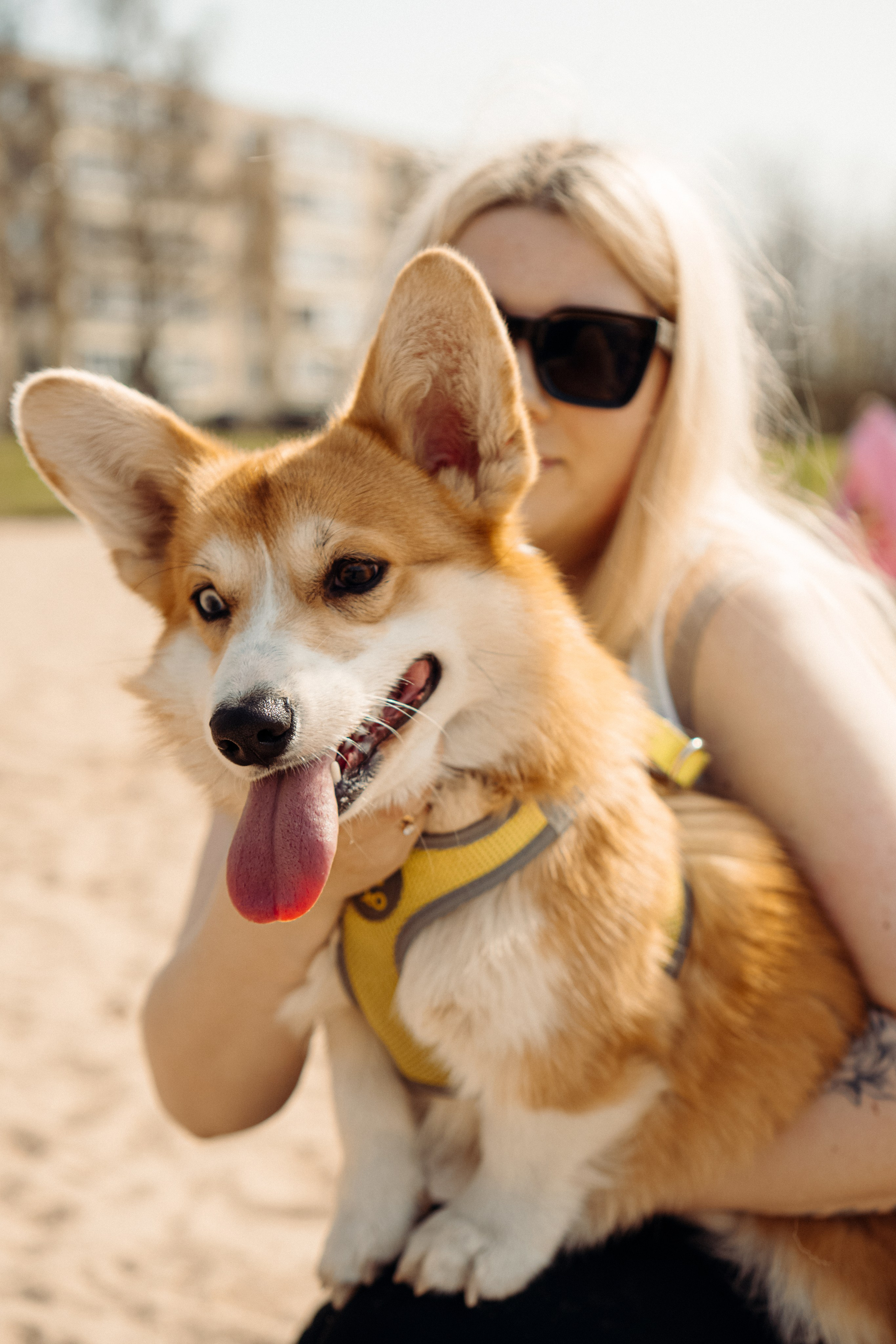 Corgi party, 18 apr. 2025. Kat Laisaar — Pet photographer in Tallinn