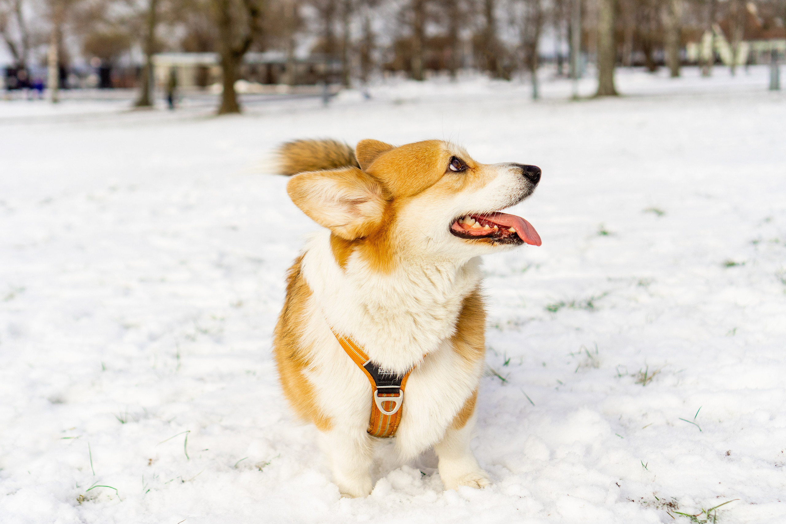 Corgi party, 23 feb. 2025. Kat Laisaar — Pet photographer in Tallinn