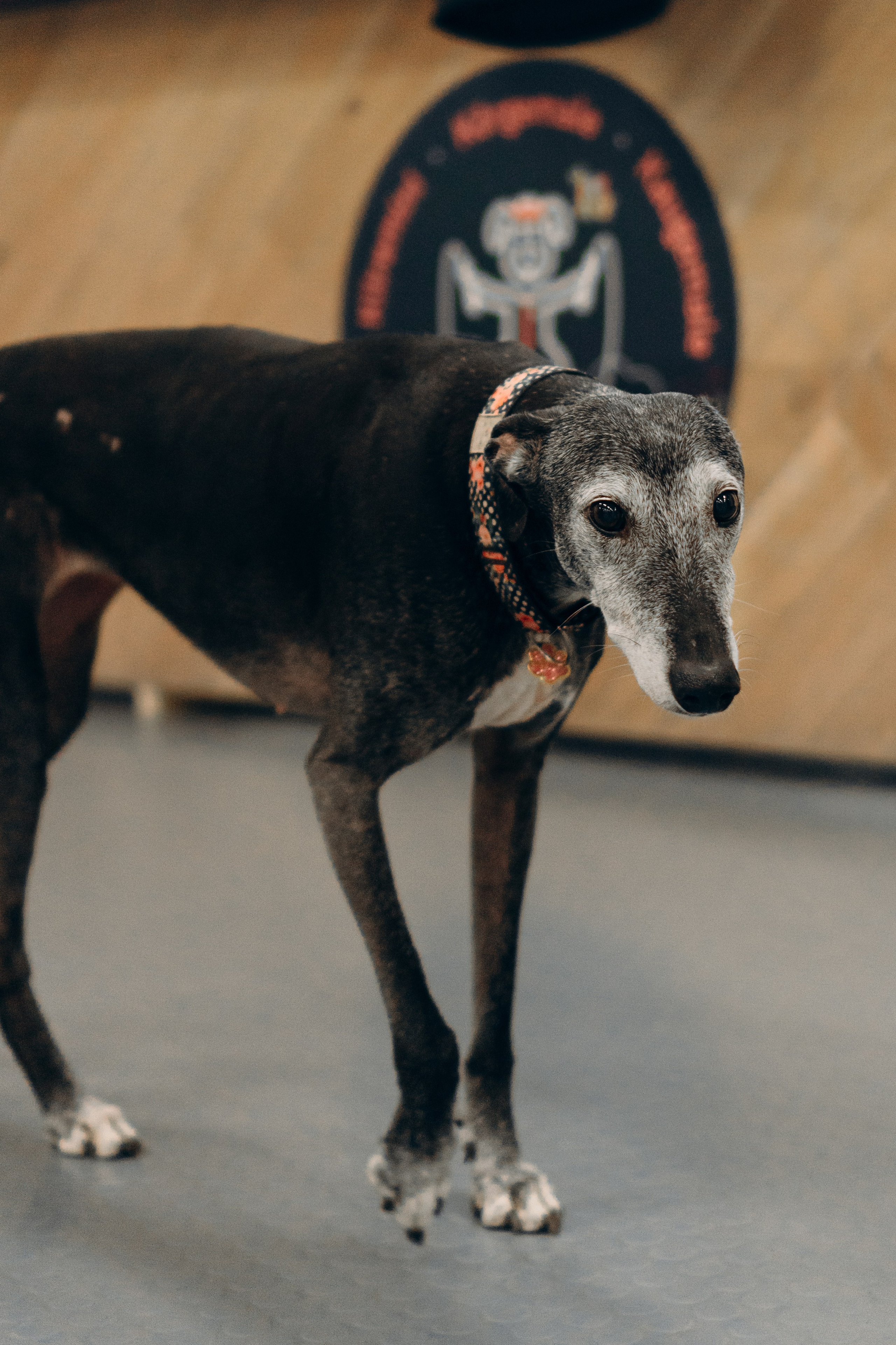 GalgoTreff / PetCity Rannamõisa, 13 apr. 2025. Kat Laisaar — Pet photographer in Tallinn