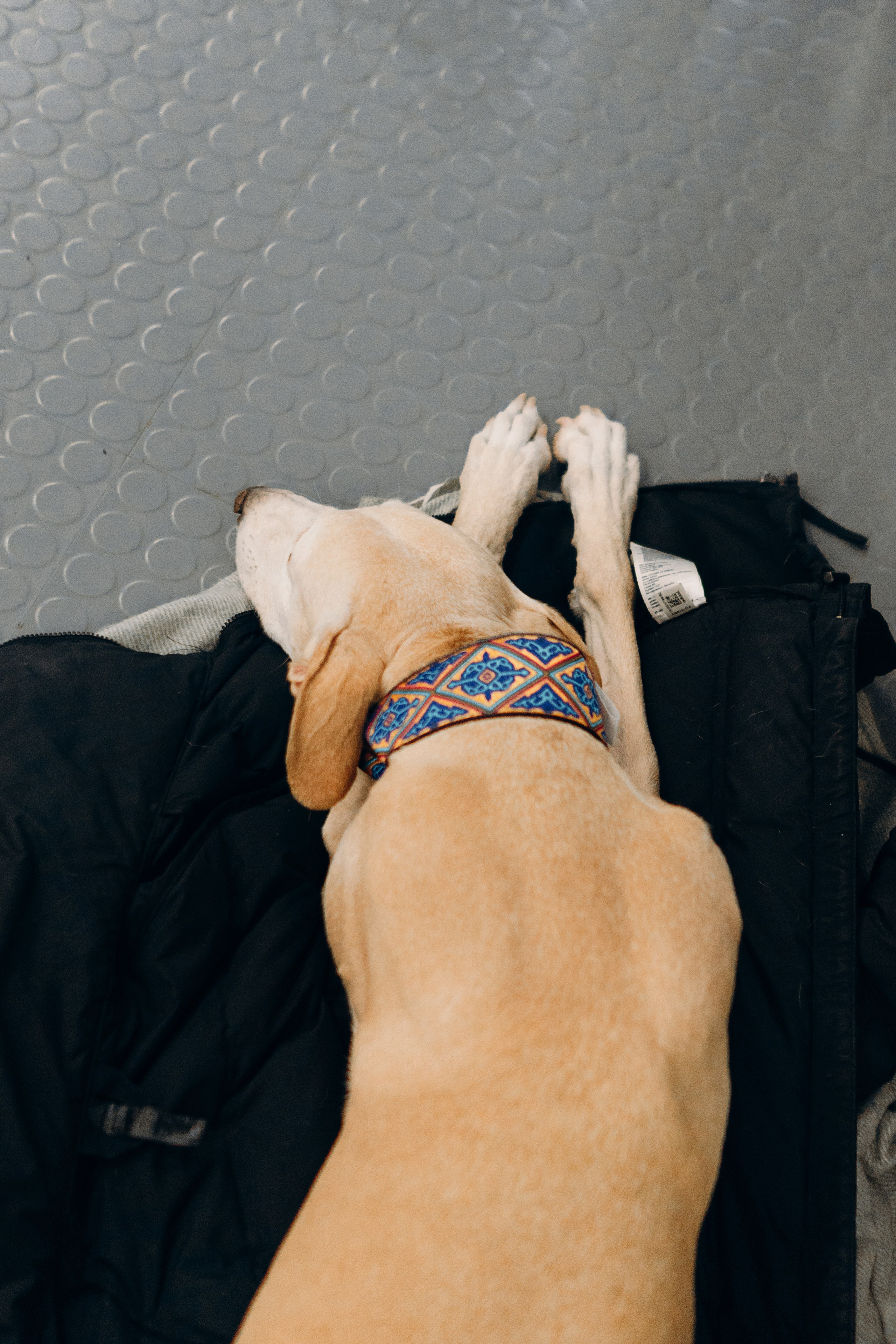 GalgoTreff / PetCity Rannamõisa, 13 apr. 2025. Kat Laisaar — Pet photographer in Tallinn